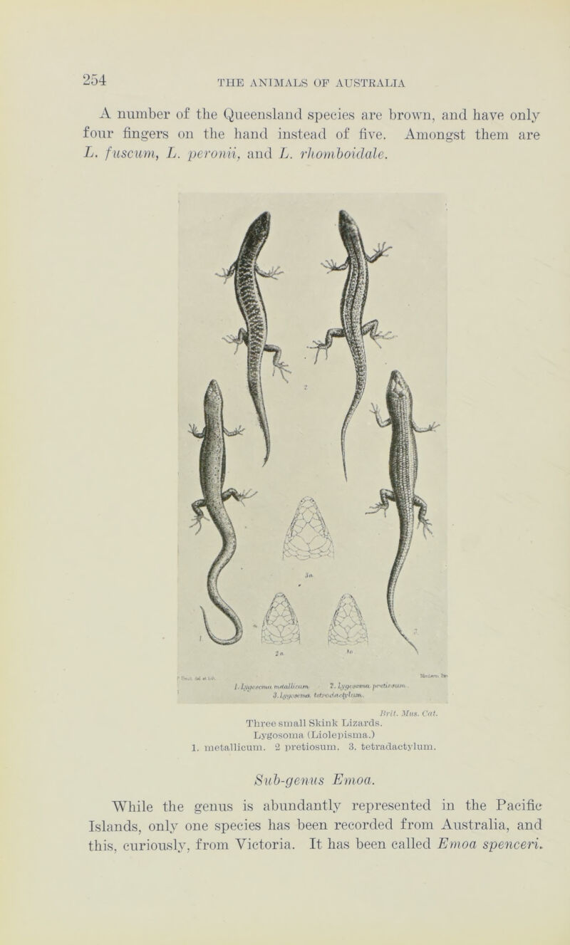 A uuinber of the Queenslcmd species are brown, and have only four fingers on the hand instead of five. Amongst them are L. fuscum, 1j. peronii, and L. rhomboidule. 7.ty<ft»f'rrux . lirit. Mhs. Cat. Three suiall Skink Lizards, Lygosoina (Liolepisma.) 1. metallicum. 2 pretiosum. 3. tetradactylum. Suh-genus Emoa. While the genus is abundantly represented in the Pacific Islands, only one species has been recorded from Australia, and this, curiously, from Victoria. It has been called Emoa spenceri.