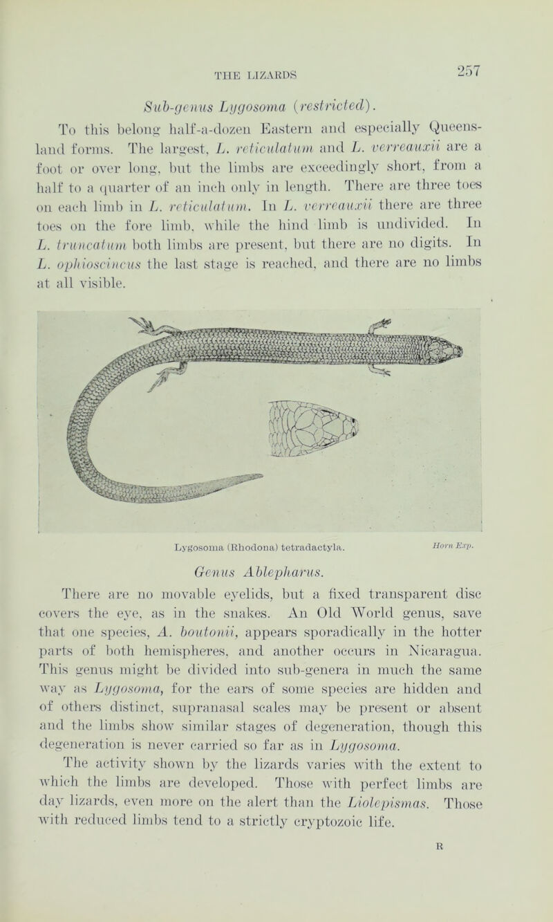 Suh-goius Liigosoma {restricted). To this l)eloiiit half-a-dozen Eastern and espeeially Queens- land forms. The larg'est, Jj. rcticulatuni and 7>. verreauxii are a foot or over lon^', but the limbs are exeeedingly short, from a half to a (piarter of an ineh only in length. There are three toes on eaeh liml) in L. reticidatnni. In L. verreauxii there are three toes on the fore limb, while the hind limb is undivided. In L. truncatuhi both limbs are present, but there are no digits. In L. ophiosciucus the last stage is reached, and there are no limbs at all visible. Lj gosoma (Ehodona) tetradaotyla. Genus Ahlepharus. There are no movable eyelids, but a fixed transparent disc covers the eye. as in the snakes. An Old World genus, save that one species, A. houto)ni, appears sporadically in the hotter parts of l)oth hemispheres, and another occurs in Nicaragua. This genus might l)e divided into sub-genera in much the same way as Lijgosoma, for the ears of some species are hidden and of othei’s distinct, supranasal scales may be i)resent or absent and the limbs show similar stages of degeneration, though this degeneration is never carried so far as in Ipjcjosoma. The activity shown by the lizards varies with tlie extent to wliich the limbs are developed. Tliose with perfect limbs are day lizards, even more on the alert tluui the Liolepismas. Those with reduced limbs tend to a strictly cryptozoic life. R