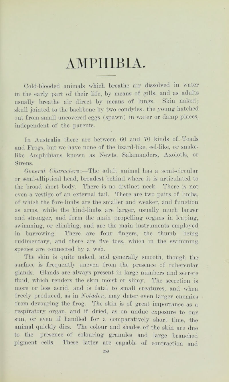 .OLPIIIBIA. Cold-blooded aidimds which breathe air dissolved in water in the early part of their life, by means of gills, and as adults nsnally breathe air direct by means of Inngs. Skin naked; skull jointed to the backbone by two condyles; the young hatched out from small nncovered eggs (spawn) in water or damp places, independent of the parents. In Australia there are between 60 and 70 kinds of Toads and Frogs. l)ut we have none of the lizard-like, eel-like, or snake- like Amphibians known as Newts, Salamanders. Axolotls, or Sirens. General Characters:—The adult animal has a semi-circular or semi-elliptical head, broadest l)ehind where it is articulated to the broad short body. There is no distinct neck. There is not even a vestige of an external tail. There are two pairs of limbs, of which the fore-limbs are the smaller and Aveaker, and function as arms, Avhile the hind-limbs are larger, usually much larger and stronger, and form the main propelling organs in leaping, swimming, or climbing, and are the main instruments employed in burrowing. There are four fingers, the thumb l)eiug rudimentary, and there are five toes, which in the swimming species are connected by a web. The skin is quite naked, and generally smooth, though the surface is freciuently uneven from the presence of tulAercular glands. Glands are always present in large numbers and secrete tinid, which renders the skin moist or slimy. Tlie secretion is more or less acrid, and is fatal to small creatures, and when freely i)roduced, as in Xotadoi, may deter even larger enemies from devouring the frog. The skin is of great importance as a respiratory organ, and if dried, as on undue exposure to our sun, or even if handled for a comparatively short tiine, the animal ([uickly dies. The colour and shades of the skin are due to the presence of colouring granules and large branched pigment cells. These latter are capable of contraction and