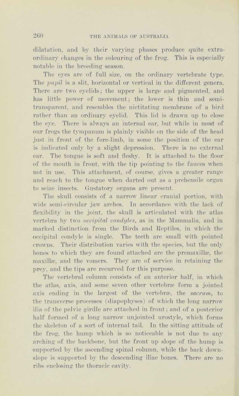 2G0 dilatation, and by their varying phases produce quite extra- ordinary changes in the colouring of the frog. Tliis is especially notalile in the breeding season. The eyes are of full size, on the ordinary vertebrate type. The pupil is a slit, horizontal or vertical in the different genera. There are two eyelids; the upper is large and pigmented, and lias little iiower of movement; the lower is thin and semi- transparent, and resembles the nictitating membrane of a bird ratlu'r than an ordinary eyelid. This lid is drawn up to close the eye. There is always an internal ear, but while in most of our frogs the tympanum is plainly visible on the side of the head just in front of the fore-limb, in some the position of the ear is indicated only by a slight depression. There is no external ear. The tongue is soft and fleshy. It is attached to the floor of the month in front, with the tip pointing to tlie fauces when not in use. This attachment, of course, gives a greater range and reach to the tongue when darted out as a prehensile organ to seize insects, (fustatory organs are present. The skull consists of a narrow linear cranial portion, with wide semi-circular jaw arches. In accordance with the lack of flexibility in the joint, the skull is articulated with the atlas vertebra by two occipital condylcf;, as in the Mammalia, and in marked distinction from the Birds and Reptiles, in which the occipital condyle is single. The teeth are small with ])ointed crowns. Their distribution varies with the species, but the only bones to which they are found attached are the premaxillay the maxillaL and the vomers. They are of service in retaining the prey, and the tips are recurved for this purpose. The vertebral column consists of an anterior half, in which the atlas, axis, and some seven other vertebive form a jointed .axis ending in the largest of the vertebiw, the sacrum, to the transverse jirocesses (diapophyses) of which the long narrow ilia of the judvic girdle are attached in front; and of a posterior half formed of a long narrow unjointed urostyle, which forms the skeleton of a sort of internal tail. In the sitting attitude of the frog, the hump which is so noticeable is not due to any arching of the backbone, Imt the front up slope of the hump is supported by the ascending spinal column, while the back down- slope is sui)ported by the descending iliac bones. There are no ribs enclosing the thoracic cavity.
