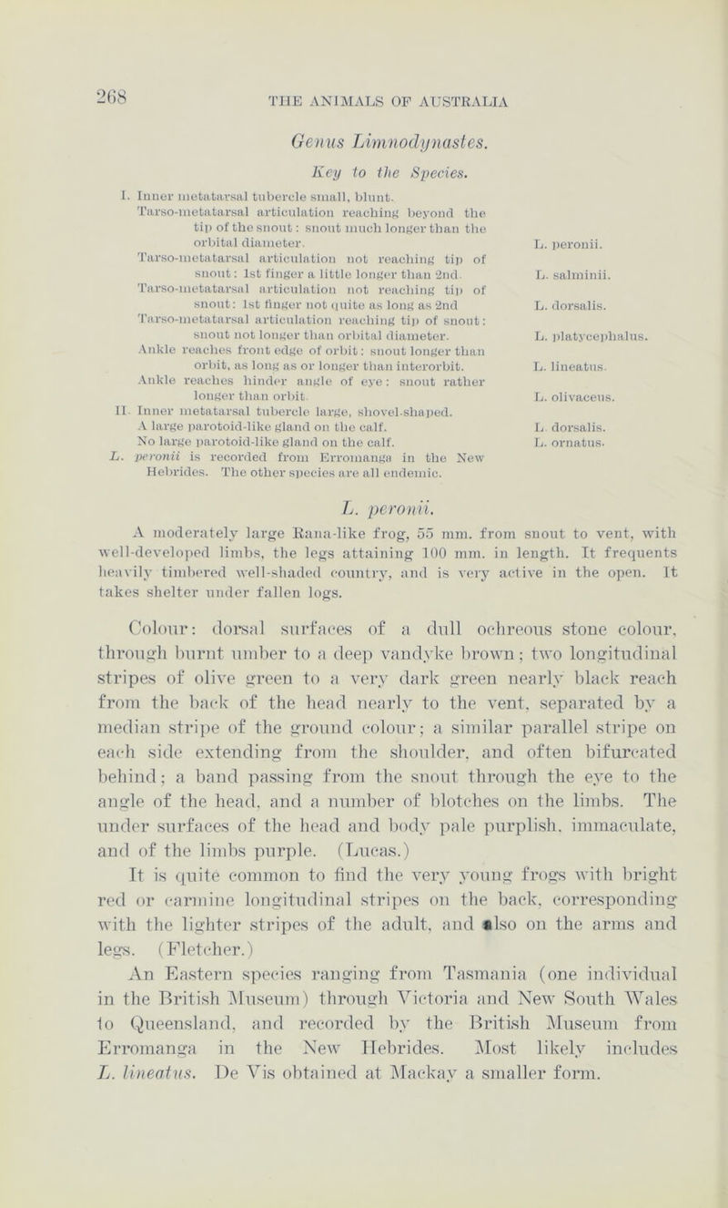 Genus TAmnodynastes. Key to the Species. 1. Inner metatarsal tubercle small, blunt. Tarso-metatarsal articulation reaching beyond the tip of the snout: snout much lont,'er than the orbital diameter. Tarso-metatarsal articulation not reachiiifi tip of snout: 1st finger a little longer than Snd. Tarso-metatarsal articulation not reaching tij) of snout; 1st finger not (luite as long as 2nd Tai'so-metatarsal articulation reaching ti)) of snout: snout not longer than orbital diameter. .Vnkle reaches front edge of orbit: snout longer than orbit, as long as or longer than interorbit. .‘Vnkle reaches hinder angle of eye: snout rather longer than orbit. II. Inner metatarsal tubercle large, shovel-.shai)ed. .V large i)arotoid-like gland on the calf. No largo parotoid-like gland on the calf. L. peronii is recorded from Erromanga in the New Hebrides. The other siieeies are all endemic. L. peronii. L. salminii. L. dorsalis. L. ))latycei)halus. L. lineatus. L. olivaceus. L dorsalis. L. ornatus. Jj. peronii. A moderately large Kana-like frog, 55 mm. from suout to vent, with well-develo]fed limbs, the legs attaining 100 mm. in length. It frequents heavily timbered well-shaded country, and is very active in the open. It takes shelter under fallen logs. Colour: cloiMal siirfaoe.s of a dull oelireons stone colour, through burnt unilier to a deep Vandyke brown; two longitudinal stripes of olive green to a very dark green nearly black reach from the back of the head nearly to the vent, separated by a median stripe of the ground colour; a similar parallel stripe on each side extending from the shoulder, and often bifurc-ated behind; a band passing from the snout through the eye to the angle of the head, and a number of lilotches on the limbs. The under surfaces of the head and body pale purplish, immaculate, and of the limbs purple. (Lucas.) Tt is (piite common to find the very young frogs with bright red or carmine longitudinal stripes on the back, corresponding with the lighter .stripes of the adult, and «lso on the arms and legs. (Fletcher.) An Ea.stern species ranging from Tasmania (one individual in the British IMiiseum) through Victoria and New South Wales 1o Queensland, and recorded by the British IMuseum from Erromanga in the New Hebrides. IMost likely inidiides L. lineatus. De Vis obtained at IMackay a smaller form.