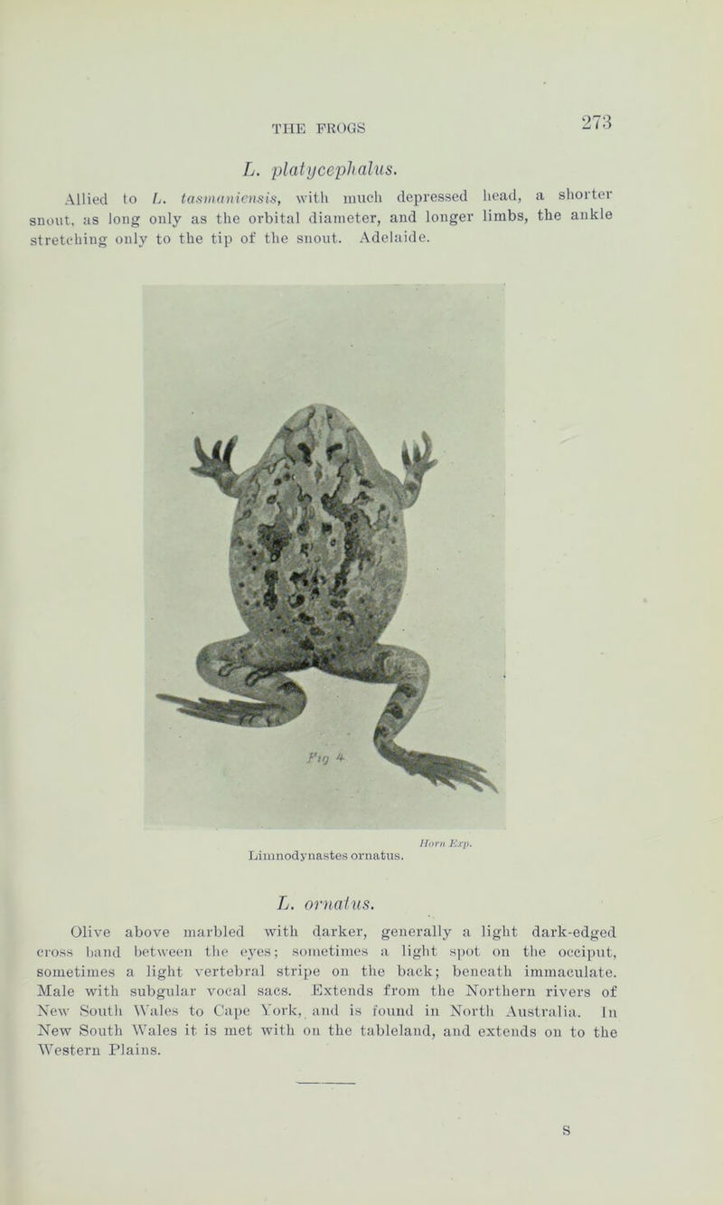 L. platycephalus. Allied to L. tasmaniensis, with much depressed head, a shorter snout, as long only as the orbital diameter, and longer limbs, the ankle stretcdiing only to the tip of the snout. Adelaide. fforn Exp. Liinnodynastes ornatus. L. ornaivs. Olive above marbled with darker, generally a light dark-edged cross l)and between the eyes; sometimes a light spot on the occiput, sometimes a light vertebral stripe on the back; beneath immaculate. Male with subgular vocal sacs. Extends from the Northern rivers of New South Wales to Cape York, and is found in North Australia. In New South Wales it is met with on the tableland, and extends on to the Western Plains. S