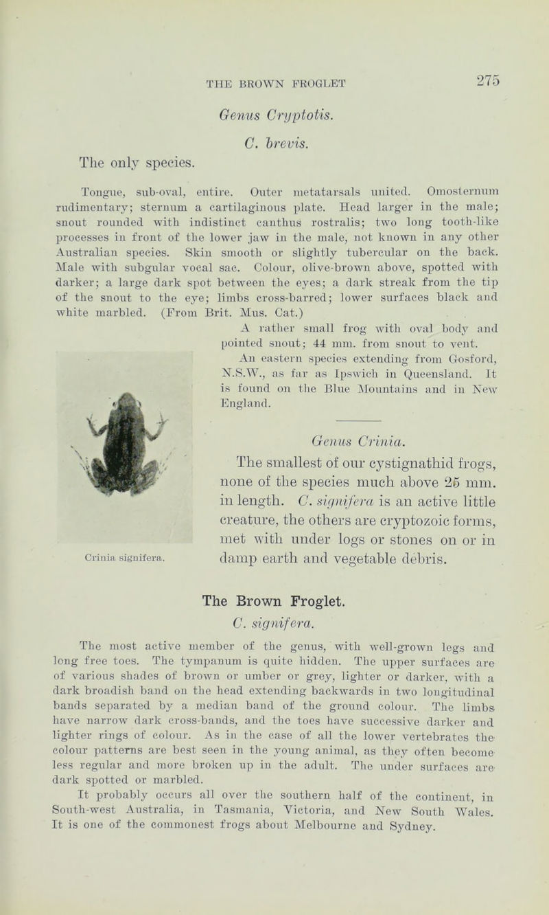 THE BROWN EROGEET Genus Cryptotis. C. brevis. The only species. Tongue, sub-oval, entire. Outer metatarsals united. Oniosternum rudimentary; sternum a cartilaginous plate. Head larger in the male; snout rounded with indistinct canthus rostralis; two long tooth-like processes in front of the lower jaw in the male, not known in any other Australian species. Skin smooth or slightly tubercular on the back. Male with subgular vocal sac. Colour, olive-brown above, spotted with darker; a large dark spot between the eyes; a dark streak from the tip of the snout to the eye; limbs cross-barred; lower surfaces black and white marbled. (From Brit. Mus. Cat.) A ratlier small frog with oval body and pointed snout; 44 mm. from snout to vent. An eastern species extending from Gosford, N.S.W., as far as Ipswich in Queensland, ft is found on tlie Blue iMountaius and in New England. Genus Criiiia. The smallest of our cystignathid frogs, none of the species much above 26 mm. in length. C. siynifera is an active little creature, the others are cryptozoic forms, met with under logs or stones on or in damp earth and vegetable debris. The Brown Froglet. 6'. signifera. The most active member of the genus, with well-grown legs and long free toes. The tympanum is quite hidden. The upper surfaces are of various shades of brown or umber or grey, lighter or darker, with a dark broadish band on the head extending backwards in two longitudinal bands separated by a median band of the ground colour. The limbs have narrow dark cross-bands, and the toes have successive darker and lighter rings of colour. As in the case of all the lower vertebrates the colour patterns are best seen in the young animal, as they often become less regular and more broken up in the adult. The under surfaces are' dark spotted or marbled. It probably occurs all over the southern half of the continent, in South-west Australia, in Tasmania, Victoria, and New South Wales. It is one of the commonest frogs about Melbourne and Sydney. Crinia siauifera.