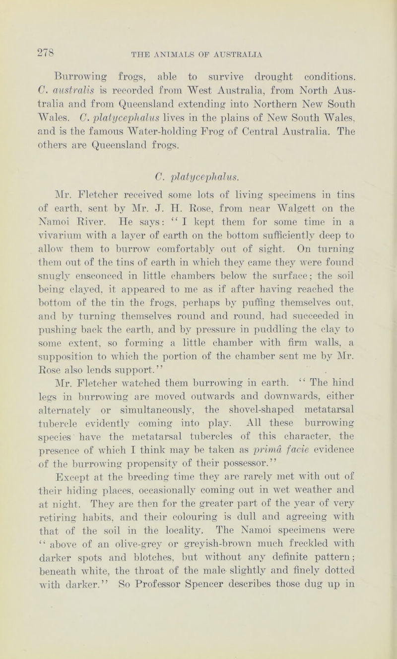 Burrowing frogs, al)le to survive drought conditions. C. australis is recorded from West Australia, from North Aus- tralia and from Queensland extending into Northern New South AVales. C. platycepiiatus lives in the plains of New South Wales, and is the famous Water-holding Frog of Central Australia. The others are Queensland frogs. C. ptatycephaJus. i\fr. Fletcher received some lots of living specimens in tins of earth, sent by i\tr. J. Tl. Bose, from near Walgett on the Namoi Biver. He says; ‘‘ I hept them for some time in a vivarium with a layer of earth on the bottom sufficiently deep to allow them to burrow comfortably out of sight. On turning them out of the tins of earth in which they came they were found snugly ensconced in little chambers below the surface; the soil being clayed, it appeared to me as if after having reached the bottom of the tin the frogs. ])erhaps by puffing themselves out. and by turning themselves round and round, had succeeded in pushing back the earth, and by pressure in puddling the clay to some extent, so forming a little chamber with firm walls, a supposition to which the portion of the chamber sent me by ]\fr. Bose also lends support.” IMr. Fletcher watched them burrowing in earth. ‘‘ The hind legs in burrowing are moved outwards and downwards, either alternately or simultaneously, the shovel-shaped metatarsal tubercle evidently coming into play. All these burrowing species have the metatarsal tubercles of this character, the presence of which I think may be taken as prima facie evidence of the Imrrowing propensity of their possessor.” Except at the breeding time they are rarely met with out of their hiding places, occasionally coming out in wet weather and at night. They are then for the greater part of the year of very retiring habits, and their colouring is dull and agreeing with that of the soil in the locality. The Namoi specimens were “ above of an olive-grey or greyish-brown much freckled with darker spots and blotches, but without any definite pattern; beneath white, the throat of the male slightly and finely dotted Avith darker.” So Profassor Spencer describes those dug up in