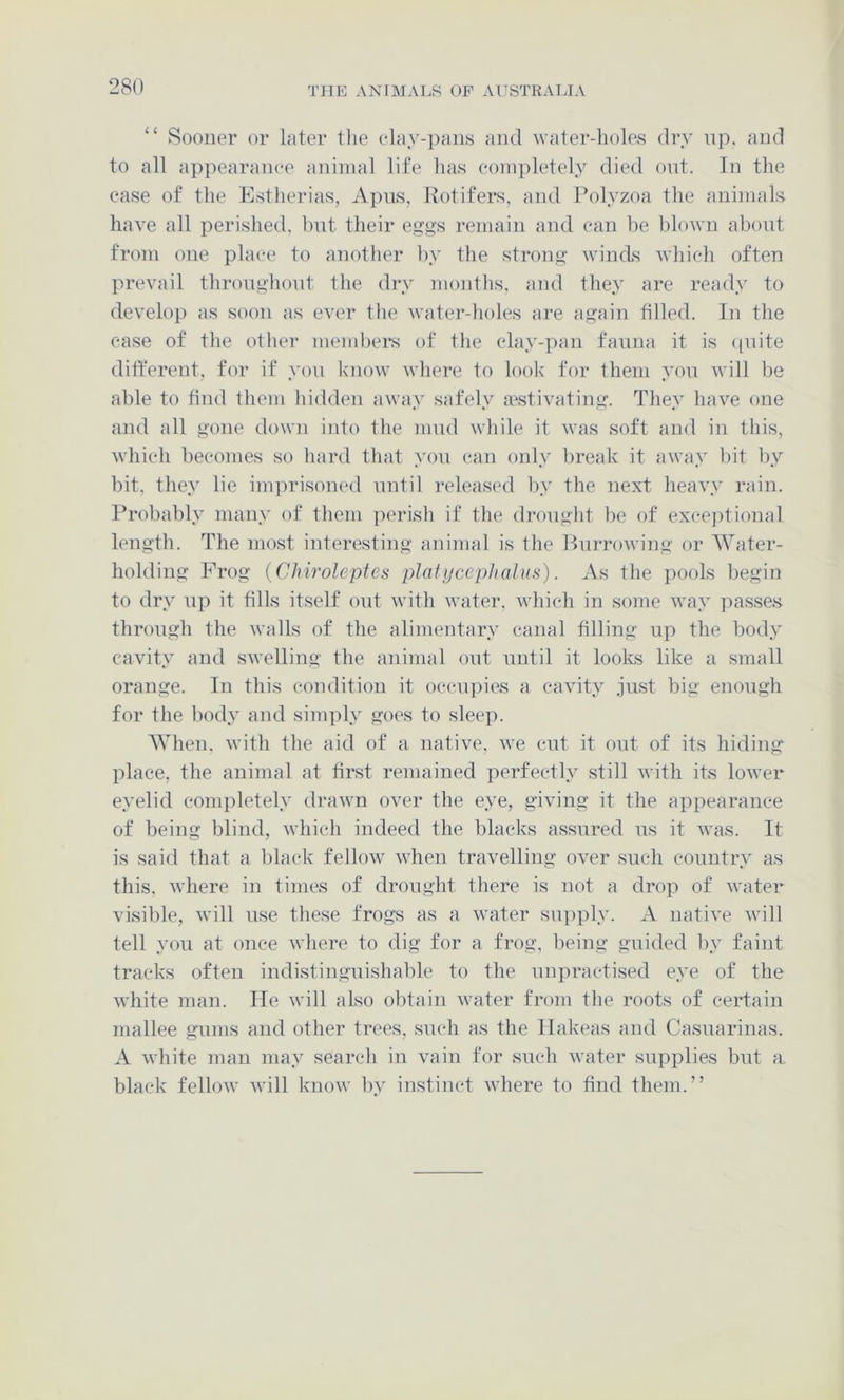 “ Sooner or later tlie elay-paiis and water-holes dry np. and to all appearaiK'e animal life has completely died ont. In the case of the Estherias, Apns, Rotifers, and Polyzoa the animals have all perished, Imt their eg^s remain and can he lilown about from one place to anotlier liy the strong- winds which often prevail thronghont the dry months, and they are ready to develop as soon as ever tlie water-holes are again filled. In the ease of the other members of the clay-pan fanna it is ([nite different, for if yon know where to look for them you will be able to find fhem hidden away safely aestivating. They have one and all gone down into the mud while it was soft and in this, which becomes so hard that yon can only break it away bit by bit, they lie imprisoned until released by the next heavy rain. Probably many of them perish if the drought be of excejitional length. The most interesting animal is the Purrowing or Water- holding Frog {Chiroleptes pJatycephalus). As the pools begin to dry up it fills itself out with water, which in some way passes through the walls of the alimentary canal filling up the body cavity and swelling the animal out until it looks like a small orange. In this condition it occupies a cavity just big enough for the body and simply goes to sleep. When, with the aid of a native, we cut it out of its hiding place, the animal at first remained perfectly still with its lower eyelid conpiletely drawm over the eye, giving it the appearance of being blind, which indeed the blacks assured us it was. It is said that a lilack fellow when travelling over such country as this, where in times of drought there is not a drop of water visible, will use these frogs as a water sipiply. A native will tell you at once where to dig for a frog, being guided by faint tracks often indistinguishable to the unpractised eye of the white man. He will also obtain water from the roots of certain mallee gums and other trees, such as the llakeas and Casuarinas. A white man may search in vain for such water supplies but a, black fellow will know by instinct where to find them.”