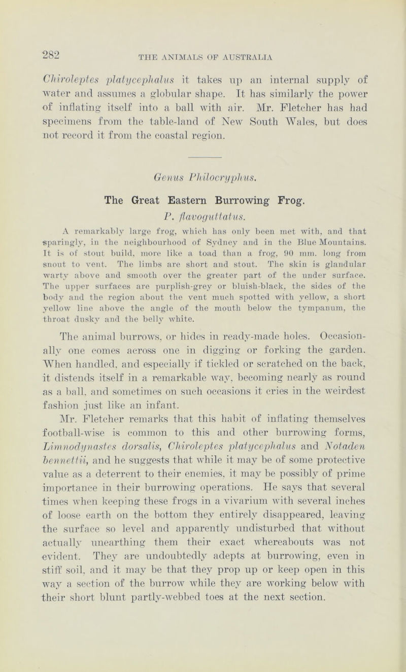 ('hirohpfcs pJalycephalus it takes iq) an internal supply of water and assnnies a giobnlar shape. Tt has similarly the power of intiatin*];' itself into a ball with air. Mr. Fletcher has liad specimens from the table-land of New South Wales, but does not record it from tlie coastal region. Genus l/ltilocri/pli us. The Great Eastern Burrowing Frog. r. iiavoguftaius. A reimirkably large frog, which has only been met with, and that •sparingly, in the neighbourhood of Sydney and in the Blue Mountains. It is of stout build, more like a toad than a frog, !)0 mm. long from snout to vent. The limbs are short and stout. The skin is glandular warty above and smooth over the greater part of the under surface. The u])])er surfaces are ]mrplish-grey or bluish-black, the sides of the body and the region about the vent much spotted with yellow, a short yellow line above the angle of the mouth below the tym])anum, the throat dusky and the belly white. iiie animal burrows, or hides in ready-made holes. Occasion- ally one conies across one in digging or forking the garden. AVhen handled, and especially if tickled or scratched on the back, it distends itself in a remarkable way. becoming nearly as round as a ball, and sometimes on such occasions it cries in the weirdest fashion just like an infant. ]\lr. Fletcher remarks that this habit of inflating themselves football-wise is common to this and other burrowing forms, Lininochinasfcs dorsalis, Cltiroleptes plaiycephalus and iSotaden benneffii, and he suggests that while it may be of some protective value as a deterrent to their enemies, it may be possibly of prime importance in their burrowing operations. Tie says that several times when keeping these frogs in a vivarium with several inches of loose earth on the bottom they entirely disappeared, leaving the surface so level and apparently undisturbed that without actually unearthing them their exact whereabouts was not evident. They are undoubtedly adepts at burrowing, even in stitf soil, and it may be that they prop up or keep open in this way a section of the burrow while they are working below with their short blunt partly-webbed toes at the next section.