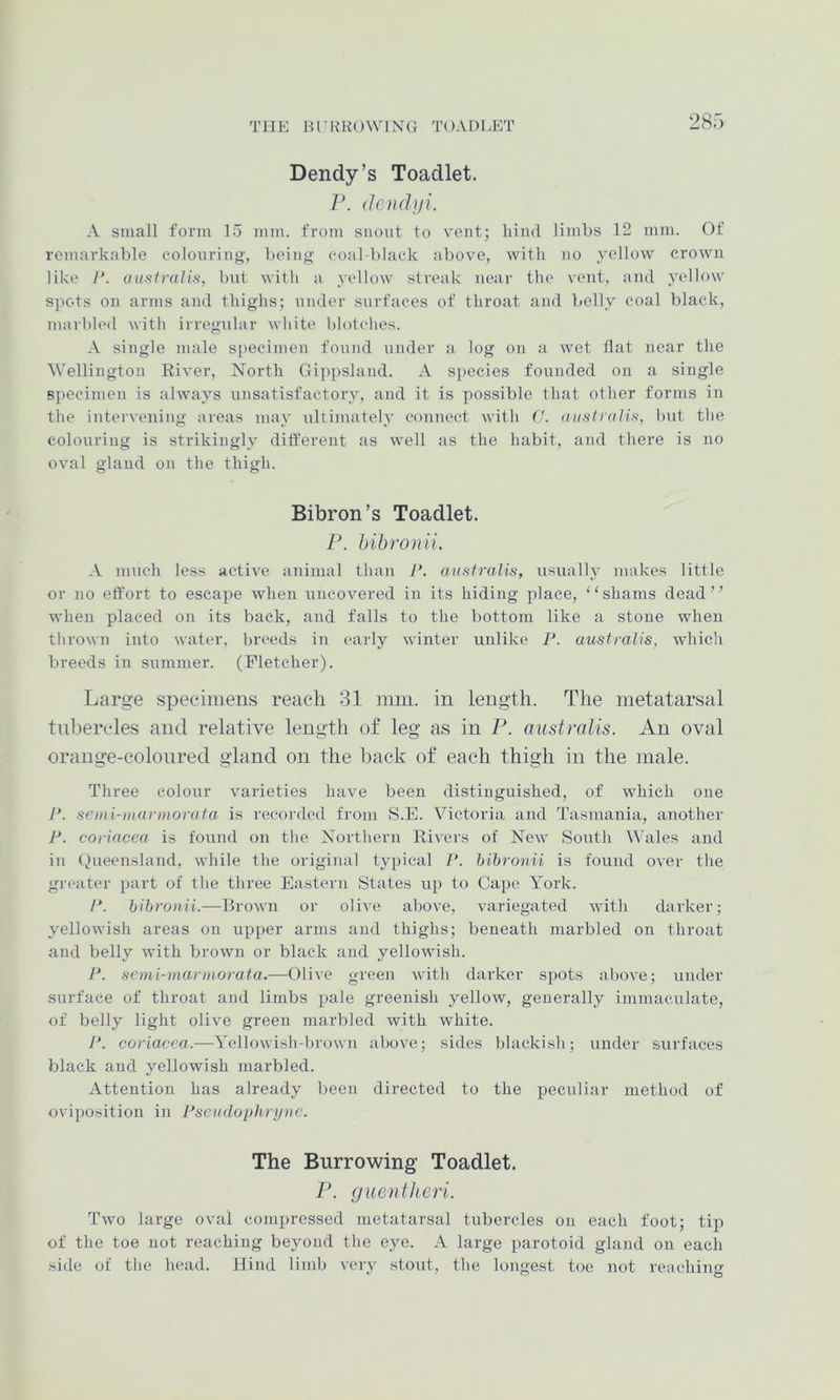 THE Bl'RROWTNG TOADEET Dendy’s Toadlet. P. (Icndjji. A small form 15 mm. from snout to vent; hind limbs 12 mm. Of remarkable colonriiifr, beinf>‘ eoal-blaL’k above, with no yellow crown like /'. auftiralis, but with a yellow streak near the vent, and yellow spots on arms and thighs; under surfaces of throat and belly coal black, marbled with irregidar white blotches. A single male specimen found under a log on a wet flat near the Wellington River, North Gippsland. A species founded on a single specimen is always unsatisfactory, and it is possible that other forms in the intervening areas may idtimately connect with (J. uiistraHs, but tlie colouring is strikingly different as well as the habit, and there is no oval gland on the thigh. Bibron’s Toadlet. P. hil)ro)iii. A much less active animal than 1\ auftfraUs, usually makes little or no effort to escape when uncovered in its hiding place, “shams dead” when placed on its back, and falls to the bottom like a stone when tlirown into water, breeds in early winter unlike P. australis, which breeds in summer. (Fletcher). Large specimens reach 31 mm. in length. The metatarsal tubercles and relative length of leg as in P. australis. An oval orange-colonred gland on the back of each thigh in the male. Three colour varieties have been distinguished, of which one semi-DHirmorata is recorded from S.E. Victoria and Tasmania, another 7'. coriacea is found on the Northern Rivers of New South Wales and in (Queensland, while the original typical l\ hibronii is found over the greater part of the three Eastern States up to Cape York. hibronii.—Brown or olive above, variegated with darker; yellowish areas on upper arms and thighs; beneath marbled on throat and belly with brown or black and yellowish. /'. seini-mannorata.—Olive green with darker spots above; under surface of throat and limbs pale greenish yellow, generally immaculate, of belly light olive green marbled with white. coriacea.—Yellowish-brcjwn above; sides blackish; under surfaces black and yellowish marbled. Attention has already been directed to the peculiar method of oviposition in Pscadopkryiic. The Burrowing Toadlet. P. guentheri. Two large oval compressed metatarsal tubercles on each foot; tip of the toe not reaching beyond the eye. A large parotoid gland on each side of the head. Hind limb very stout, the longest toe not reaching