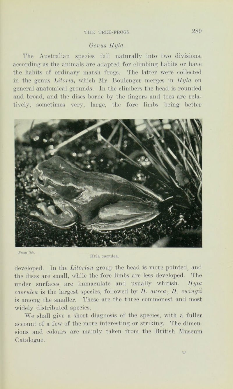 (rCIIUS Iljlld. The Australian species fall naturally into two divisions, aceording as the animals are adapted for climbing habits or have the habits of ordinary marsh frogs. The latter were collected in the genus Liforia, which .Mr. Bonlenger mergi's in Jlijla on general anatomical grounds. In the climbers the head is rounded and broad, and tlu* discs borne by the lingers and toes are rela- tively. sometimes vinw, large, the* fore limbs being bett(U‘ From Ufi'. Hyla ca;rulea. developed. In the Litorian group the head is more pointed, and the discs are small, while the fore limbs are le.ss developed. The under surfaces are immaculate and usually whitish. llifla caenilca is the largest species, followed by JI. auvea-, II. eiriiigii is among the smaller. These are the three commonest and most widely distributed species. We shall give a short diagnosis of the species, with a fuller account of a few of the more interesting or striking. The dimen- sions and colours are mainly taken from the British iMusenm Catalogue. T