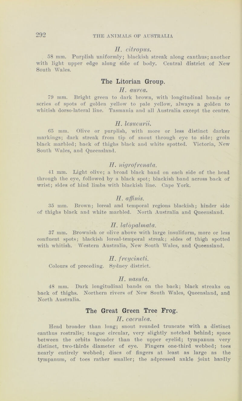 II. cilropus. 58 mm. Purplish uniformly; hlachisli streak along canthus; another with light upper edge along side of body. Central district of New South Wales. The Litorian Group. //. ciurea. 79 mm. Bright green to dark brown, with longitudinal bands or series of spots of golden yellow to ])ale yellow, always a golden to whitish dorso-lateral line. Tasmania and all Australia except the centre. II. lesueurii. ()5 mm. Olive or purj)lish, with more or less distinct darker markings; dark streak from tip of snout through eye to side; groin black marbled; back of thighs black and white spotted. Victoria, New South AVales, and Queensland. //. nigrofreiiuta. 41 mm. Light olive; a broad black band on each side of the head through the eye, followed by a black sj)ot; blackish band across back of wrist; sides of hind limbs with blackish line. Cape York. //. ajjlnis. 35 mm. Brown; loroal and temporal regions blackish; hinder side of thighs black and white marbled. North Australia and Queensland. 77. laibpalmaia. 37 mm. Brownish or olive above with large insuliform, more or less confluent spots; blackish loreal-tem])oral streak; sides of thigh spotted with whitish. Western Anstralia, New South Wales, and Queensland. 77. frejjcineti. Colours of preceding. Sydney district. 77. nasuia. 48 mm. Dark longitudinal bands on the back; black streaks on back of thighs. Northern rivers of New South Wales, Queensland, and North Australia. The Great Green Tree Frog. 77. cacrulea. Head broader than long; snout rounded truncate with a distinct canthus rostralis; tongue circular, very slightly notched behind; space between the orbits broader than the upper eyelid; tympanum very distinct, two-thirds diameter of eye. Fingers one-third webbed; toes nearly entirely webbed; discs of fingers at least as large as the tympanum, of toes rather smaller; the adpressed ankle joint hardly