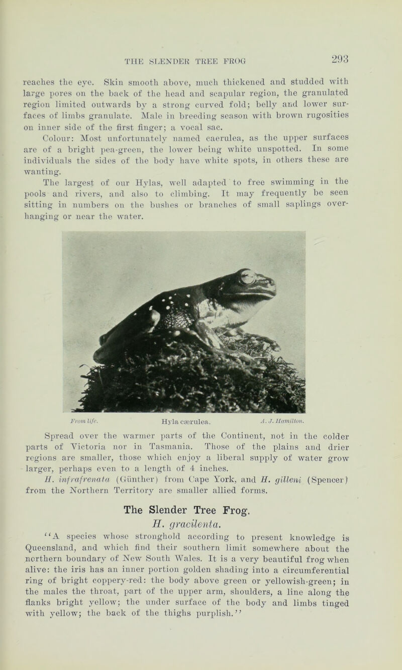 THE SI.ENDER TREE FROG reaches the eye. Skin smooth above, much thickened aud studded with large pores on the back of the head aud scapular region, the granulated region limited outwards by a strong curved fold; belly and lower sur- faces of limbs granulate. Male in breeding season with brown rugosities on inner side of the first finger; a vocal sac. Colour: Most unfortunately named caernlea, as the upper surfaces are of a bright pea-green, the lower being white unspotted. In some individuals the sides of the body have white spots, in others these are wanting. The largest of our Ilylas, well adapted to free swimming in the pools and rivers, and also to climbing. It may frequently be seen sitting in numbers on the bushes or branches of small sapdings over- hanging or near the water. Frnmlife. Hyla cternlea. A. J. HamiUon. Spread over the warmer parts of the Continent, not in the colder j)arts of Victoria nor in Tasmania. Those of the plains and drier regions are smaller, those which enjoy a liberal sn^iply of water grow larger, perhaps even to a length of 4 inches. H. infrafrenald (Oiinther) from Cape York, and H. gilleni (Spencer| from the Northern Territory are smaller allied forms. The Slender Tree Frog. H. gracilenta. “A species whose stronghold according to present knowledge is Queensland, and which find their southern limit somewhere about the northern boundary of New South Wales. It is a very beautiful frog when alive: the iris has an inner portion golden shading into a circumferential ring of bright coppery-red: the body above green or yellowish-green; in the males the throat, part of the upper arm, shoulders, a line along the flanks bright yellow; the under surface of the body and limbs tinged with yellow; the back of the thighs purplish.”