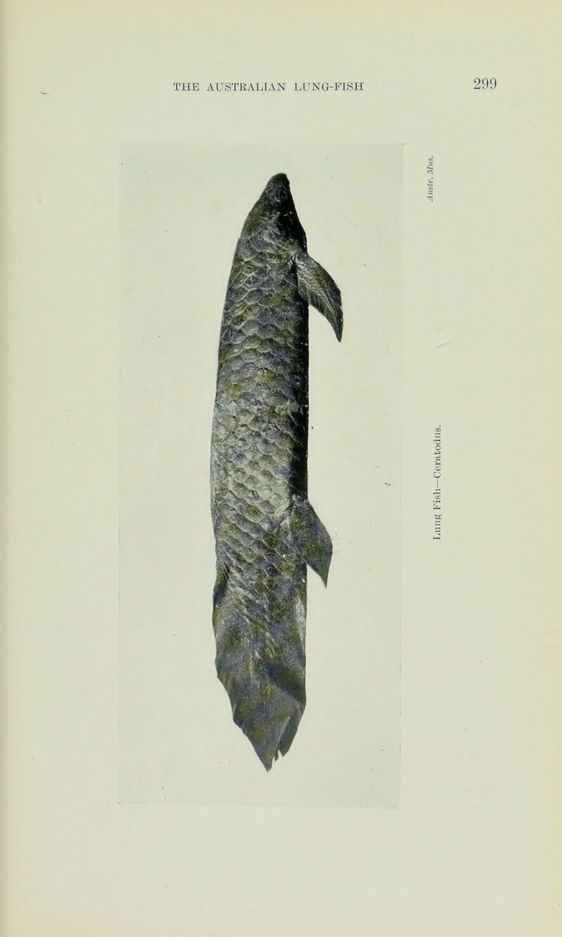 Lung Fish—Ceratodus.