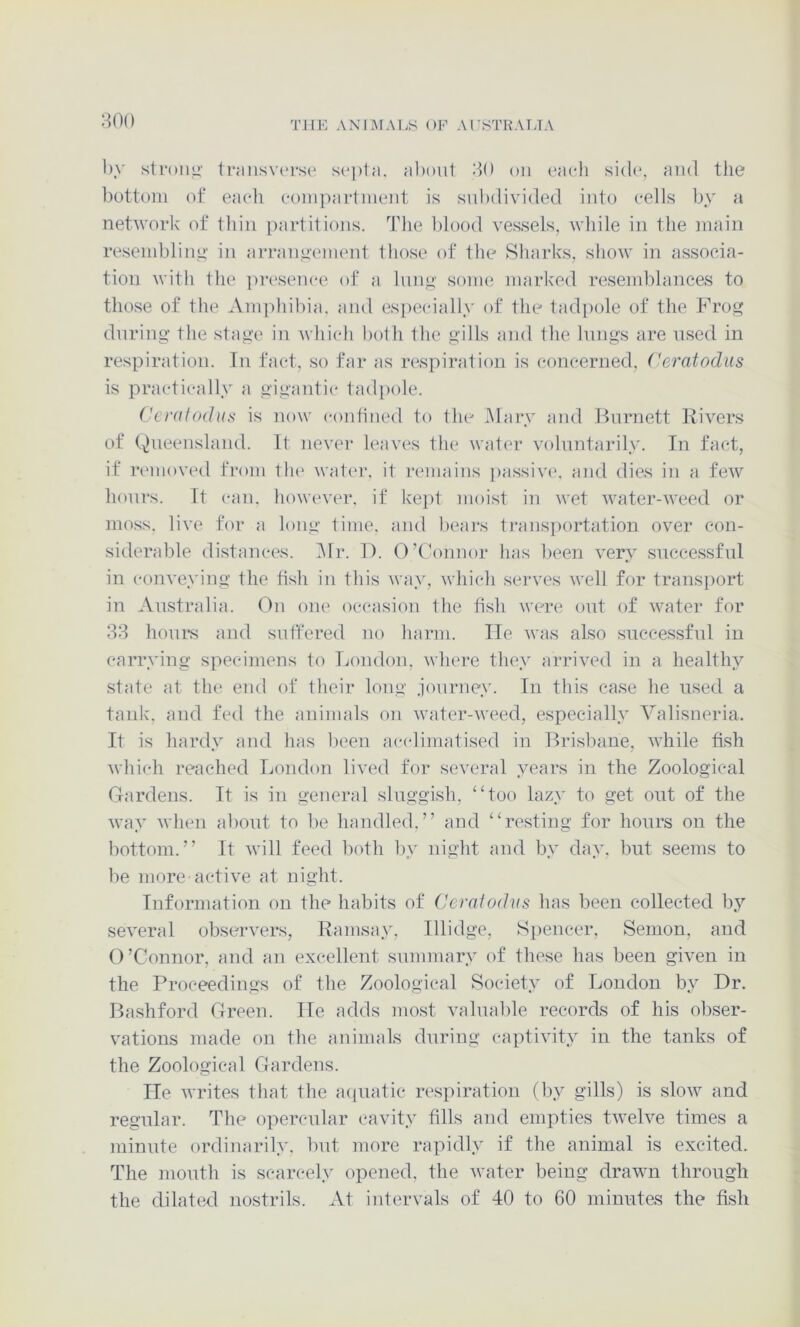 800 by stroiiu' trausv(‘rse sapla. about 80 on each sid(‘, and the l)ottoin of each compartnient is subdivided into cells by a network of thin ])artitions. 'The blood vessels, while in the main resembling' in arranuement those of the Sharks, show in associa- tion with the presence of a hm»’ some marked resend)lances to those of the Am])hibia. and esi)ecially of the tadpole of the Fro^ during' the stage in which both the gills and the lungs are used in respiration. In fact, so far as respiration is concerned, (^eratodus is practically a gigantic tadi)ole. Ceratodus is now confined to the .Mary and Burnett Fivers of Queensland. It never leaves the water voluntarily. In fact, if removed from tlu' water, it remains passive, and dies in a few hours. It can. however, if kei>t moist in wet water-weed or moss, live for a long time, and bears transportation over con- siderable distances. Mr. 1). ()’C\)unor has been verv successful in conveying the fish in this way, which serves well for trans})ort in Australia. On one occasion the fish were out of water for 38 horn's and suffered no harm. He was also successful in carrying specimens to London, where they arrived in a healthy state at the end of their long .iourney. In this case he used a tank, and fed the animals on water-weed, especially Valisneria. It is hardy and has been acclimatised in Brisbane, while hsh which reached London lived for several years in the Zoological Gardens. It is in general sluggish, “too lazy to get out of the way when about to be handled.” and “resting for hours on the bottom.” It will feed both by night and by day. but seems to be more active at night. Information on the habits of Ceredodus has been collected by several observers, Ramsay, Illidge, Spencer, Semon, and O’Connor, and an excellent summary of these has been given in the Proceedings of the Zoological Society of London by Dr. Bashford Green. He adds most valuable records of his obser- vations made on the animals during captivity in the tanks of the Zoological Gardens. He writes that the acpiatic respiration (l)y gills) is slow and regular. The opercular cavity fills and empties twelve times a minute ordinarily, but more rapidly if the animal is excited. The mouth is scarcely opened, the water being drawn through the dilat(id nostrils. At intervals of 40 to 60 minutes the fish