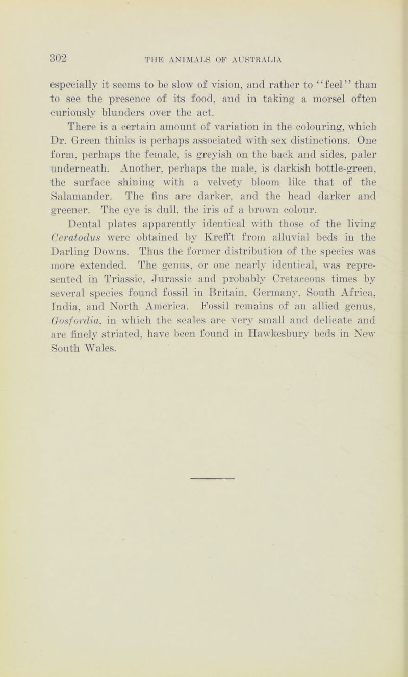 especially it seems to be slow of vision, and rather to ‘‘feel” than to see the presence of its food, and in taking' a morsel often cnriously blnnders over the act. There is a certain amount of variation in the colouring, which Dr. Green thinks is perhaps associated with sex distinctions. One form, perhaps tlie female, is greyish on the back and sides, paler underneath. Another, perhaps the male, is darkish bottle-green, the surface shining with a velvety bloom like that of the Salamander. The tins are (hn*ker, and the head darker and greener. The eye is dull, the iris of a l)rown colour. Dental plates apparently identical with those of the living Ceratodus were obtained by Kreft't from alluvial beds in the Darling Downs. Thus the former distribution of the species was more extended. The genus, or one nearly identical, was repre- sented in Triassic, Jurassic and prol)ably Cretaceous times by several species found fossil in Britain. Germany, South Africa, India, and North America. Fossil remains of an allied genus, (d).<ifordia, in which the scales are V(*ry small and delicate and are finely striated, have been found in llawkesbury l)eds in New South AVales.