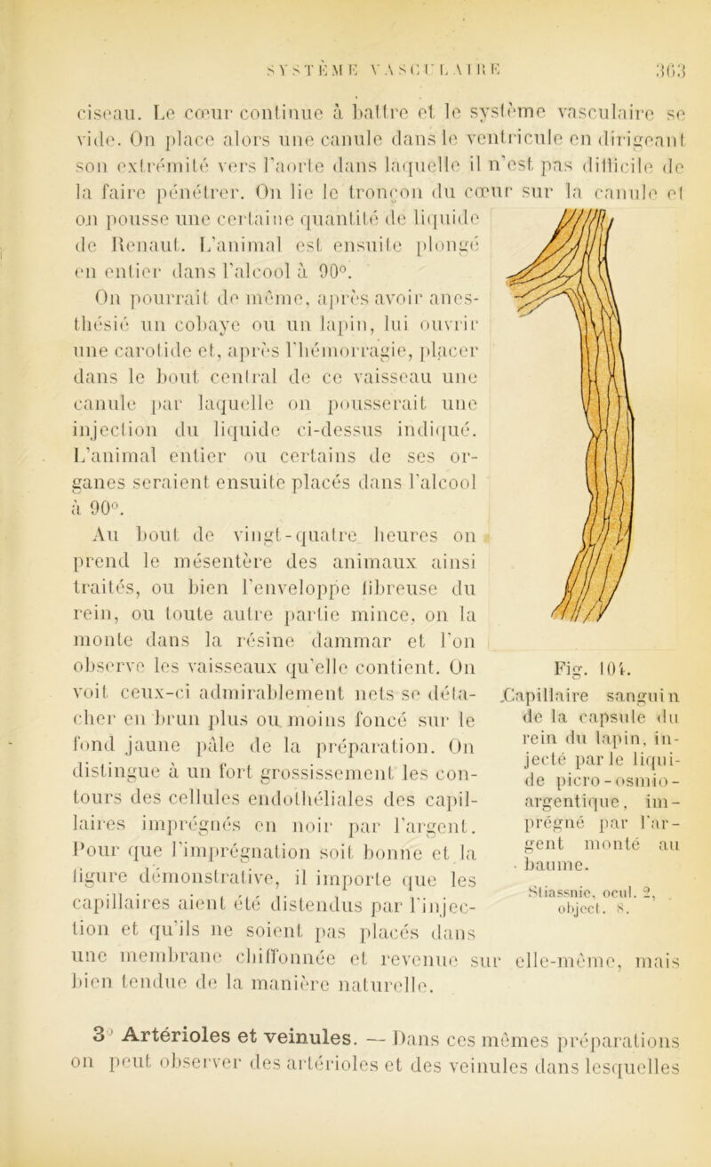 ciseau. Le cœur continue à battre et le système vasculaire se vide. On place alors une canule dans le ventricule en dirigeant son extrémité vers l'aorte dans laquelle il n’est pas dillicile de la faire pénétrer. On lie le tronçon du cœur sur la canule e( ou pousse une certaine quantité de liquide de Renaut. L’animal est ensuite plongé en entier dans l’alcool à 90°. On pourrait de même, après avoir anes- thésié un cobaye ou un lapin, lui ouvrir une carotide et, après l'hémorragie, placer dans le bout central de ce vaisseau une canule par laquelle on pousserait une injection du liquide ci-dessus indiqué. L’animal entier ou certains de ses or- ganes seraient ensuite placés dans l’alcool à 90°. Au bout de vingt-quatre heures on prend le mésentère des animaux ainsi traités, ou bien l'enveloppe libreuse du rein, ou toute autre partie mince, on la monte dans la résine dammar et l'on observe les vaisseaux qu’elle contient. On voit ceux-ci admirablement nets se déta- cher en brun plus ou moins foncé sur le fond jaune pâle de la préparation. On distingue à un fort grossissement les con- tours des cellules endothéliales des capil- laires imprégnés en noir par l’argent. Pour que 1 imprégnation soit bonne et la ligure démonstrative, il importe que les capillaires aient été distendus par l iéjec- tion et qu ils ne soient pas placés dans une membrane chiffonnée et revenue sur elle-même, mais bien tendue de la manière naturelle. sangm n Fig. I(H .Capillaire de la capsule du rein du lapin, in- jecté parle liqui- de piero-osm-io- argentique, im- prégné par l'ar- gent monté au • baume. Sliassnie, ocu 1. 2, object. 8. 3 Artérioles et veinules. — Dans ces mêmes préparations on peut observer des artérioles et des veinules dans lesquelles