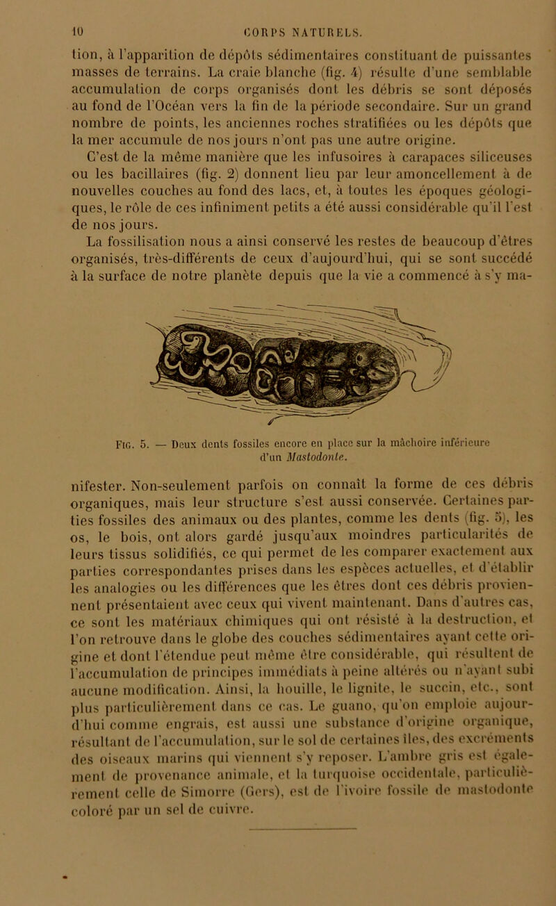 lion, à l’apparition de dépôts sédimentaires constituant de puissantes masses de terrains. La craie blanche (fig. 4) résulte d'une semblable accumulation de corps organisés dont les débris se sont déposés au fond de l’Océan vers la fin de la période secondaire. Sur un grand nombre de points, les anciennes roches stratifiées ou les dépôts que la mer accumule de nos jours n’ont pas une autre origine. C’est de la même manière que les infusoires à carapaces siliceuses ou les bacillaires (fig. 2) donnent lieu par leur amoncellement à de nouvelles couches au fond des lacs, et, à toutes les époques géologi- ques, le rôle de ces infiniment petits a été aussi considérable qu'il l'est de nos jours. La fossilisation nous a ainsi conservé les restes de beaucoup d’êtres organisés, très-différents de ceux d’aujourd’hui, qui se sont succédé à la surface de notre planète depuis que la vie a commencé à s’y ma- Fig. 5. — Deux dents fossiles encore en place sur la mâchoire inférieure d’un Mastodonte. nifester. Non-seulement parfois on connaît la forme de ces débris organiques, mais leur structure s’est, aussi conservée. Certaines par- ties fossiles des animaux ou des plantes, comme les dents (fig. 5), les os, le bois, ont alors gardé jusqu’aux moindres particularités de leurs tissus solidifiés, ce qui permet de les comparer exactement aux parties correspondantes prises dans les espèces actuelles, et d établir les analogies ou les différences que les êtres dont ces débris provien- nent présentaient avec ceux qui vivent maintenant. Dans d’autres cas, ce sont les matériaux chimiques qui ont résisté à la destruction, et l’on retrouve dans le globe des couches sédimentaires ayant cette ori- gine et dont l'étendue peut même être considérable, qui résultent de l’accumulation de principes immédiats à peine altérés ou n ayant subi aucune modification. Ainsi, la bouille, le lignite, le succin, etc., sont plus particulièrement dans ce cas. Le guano, qu’on emploie aujour- d’hui comme engrais, est aussi une substance d’origine organique, résultant de l’accumulation, sur le sol de certaines îles, des excréments des oiseaux marins qui viennent s’y reposer. L’ambre gris est egale- ment de provenance animale, et la turquoise occidentale, particuliè- rement celle de Simorre (Gers), est de l’ivoire fossile de mastodonte coloré par un sel de cuivre.
