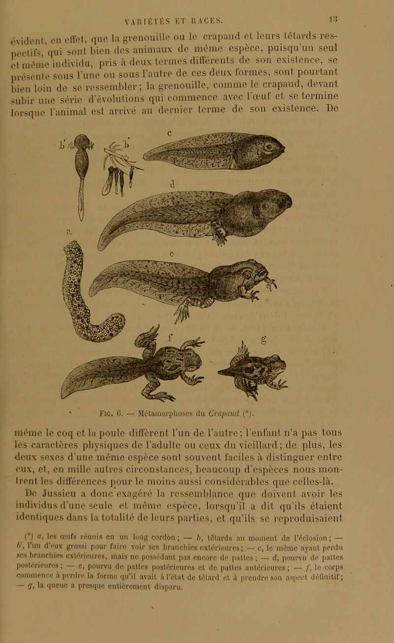 «vident, en effet, que la grenouille ou le crapaud et leurs têtards res- pectifs,qui sont bien des animaux de même espèce, puisqu’un seul ot même individu, pris à deux termes différents de son existence, se présente sous l’une ou sous 1 autre de ces deux loi mes, sonl pouitant. bien loin de se ressembler; la grenouille, comme le crapaud, devant subir une série d évolutions qui commence avec 1 œuf et se teimine lorsque l’animal est arrivé au dernier terme de son existence. De Fig. G. — Métamorphoses du Crapaud ,(*). même le coq et la poule diffèrent l’un de l’autre; l’enfant n’a pas tous les caractères physiques de l’adulte ou ceux du vieillard; de plus, les deux sexes d’une même espèce sont souvent faciles à distinguer entre eux, et, en mille autres circonstances, beaucoup d’espèces nous mon- trent les différences pour le moins aussi considérables que celles-là. De Jussieu a donc exagéré la ressemblance que doivent avoir les individus d’une seule et même espèce, lorsqu’il a dit qu’ils étaient identiques dans la totalité de leurs parties, et qu’ils se reproduisaient (*) (*) a, les œufs réunis en un long cordon; — b, têtards au moment de l’éclosion; — b, 1 un deux grossi pour faire voir ses branchies extérieures; — c, le môme ayant perdu ses branchies extérieures, mais ne possédant pas encore do pattes; — d, pourvu de pattes postérieures ; e, pourvu de pattes postérieures et de pattes antérieures ; — f, le corps commence à perdre la forme qu’il avait à l’état de têtard et à prendre son aspect définitif; — (Ii la Queue a presque entièrement disparu.