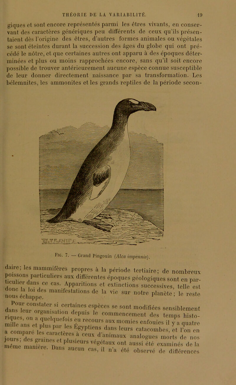 giques et sont encore représentés parmi les êtres vivants, en conser- vant des caractères génériques peu différents de ceux qu’ils présen- taient dès l’origine des êtres, d’autres formes animales ou végétales se sont éteintes durant la succession des âges du globe qui ont pré- cédé le nôtre, et que certaines autres ont apparu à des époques déter- minées et plus ou moins rapprochées encore, sans qu’il soit encore possible de trouver antérieurement aucune espèce connue susceptible de leur donner directement naissance par sa transformation. Les bélemnites, les ammonites et les grands reptiles de la période secon- Fig. 7. Grand Pingouin (Alca impennis). claire; les mammifères propres à la période tertiaire; de nombreux poissons parlieuliers aux différentes époques géologiques sont en par- “ 1ans, Ce cas- Apparitions et extinctions successives, telle est nous échappe^8 man,festalions <le la ™ «1™ planète; le reste dan s Té u r ore-! n‘' “.cert!ines esP6ces sc s»‘ modifiées sensiblement riciuc »éT ,éé r P'S commencement des temps histo- ?.. ’ J quelquefois eu recours aux momies enfouies il v a nuatro mille ans et plus par les Egyptiens dans leurs catacombes et l’on en .Wdeï«élTett?5-'1 CeUX d:animaux tmalogue» morts de nos même manière n *' US10UIS veSetaux ont aussi été examinés de la nu.me manière. Dans aucun cas, il n’a été observé de différences
