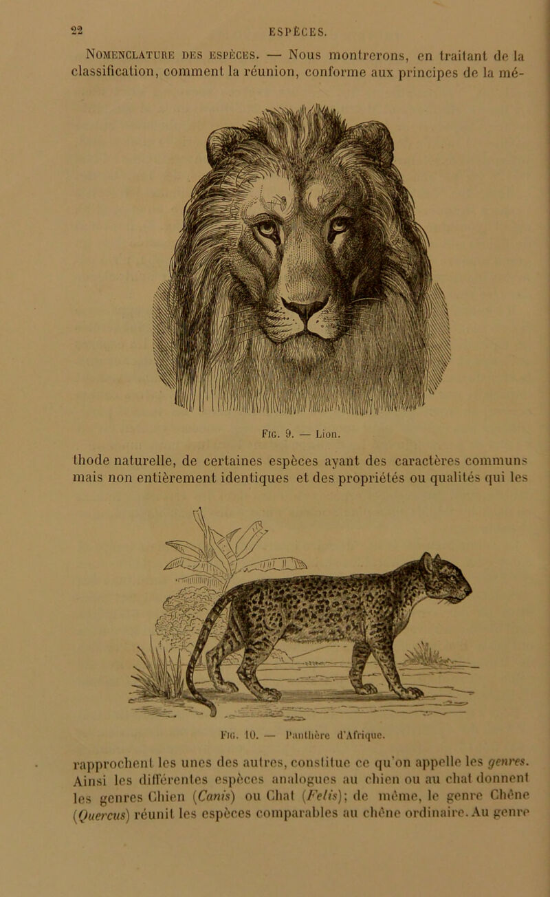 Nomenclature des espèces. — Nous montrerons, en traitant de la classification, comment la réunion, conforme aux principes de la mé- Fio. 9. — Lion. thode naturelle, de certaines espèces ayant des caractères communs mais non entièrement identiques et des propriétés ou qualités qui les Fie. 10. — Panthère d’Afrique. rapprochent les unes des autres, constitue ce qu'on appelle les genres. Ainsi les différentes espèces analogues au chien ou au chat donnent les genres Chien (Canis) ou Chat (Felis); de même, le genre Chêne (Quercus) réunit les espèces comparables au chêne ordinaire. Au genre