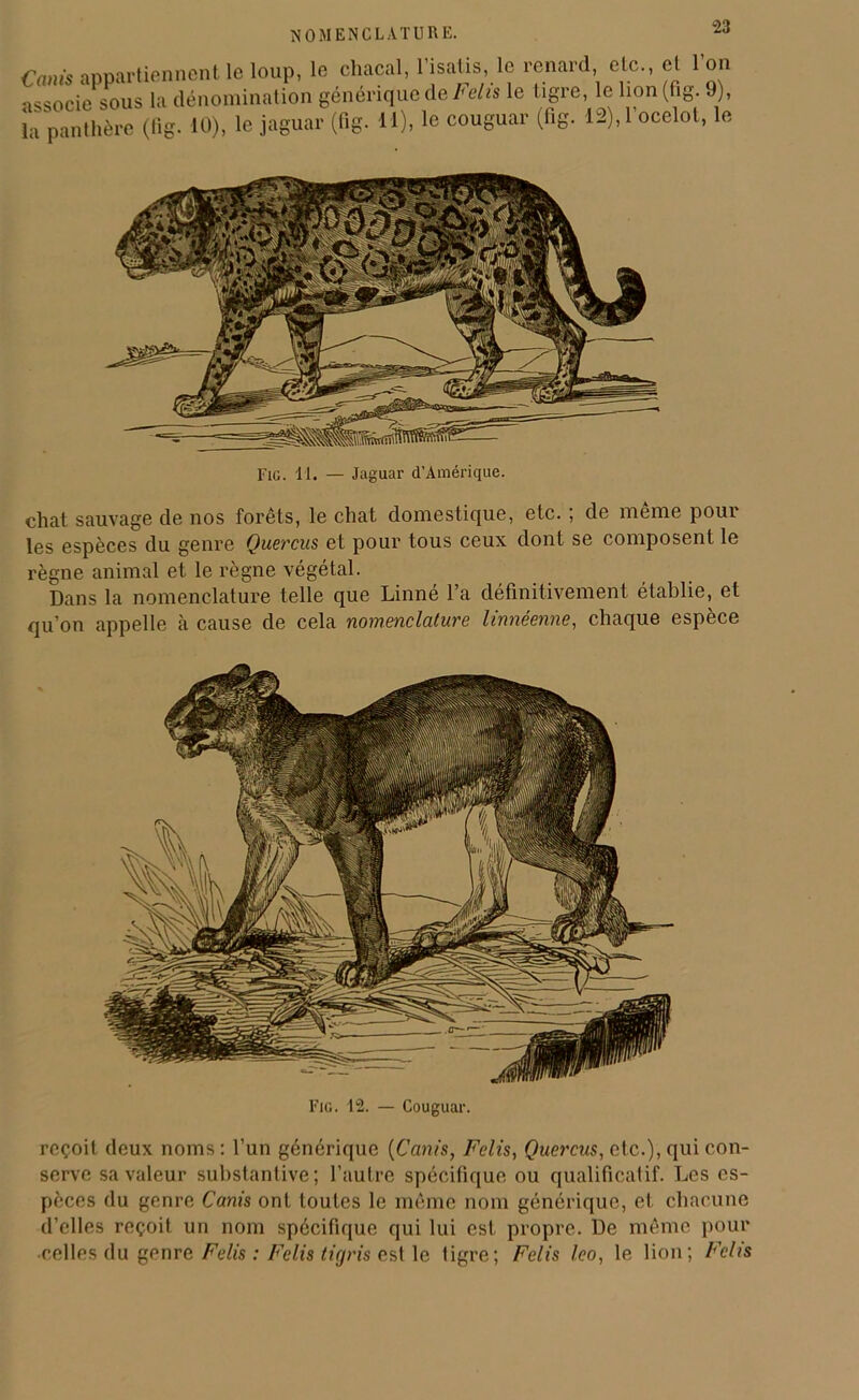 NOMENCLATURE. elc., cl l’on Caris appartiennent le loup, le chacal, l’isatis, le renard •issocie sous la dénomination générique de Fehs le tigre, le lion(fig. J), la panthère (fig. 10), le jaguar (fig. 11), le couguar (fig. 12), l’ocelot, le Fig. 11. — Jaguar d’Amérique. chat sauvage de nos forêts, le chat domestique, etc. ; de même pour les espèces du genre Quercus et pour tous ceux dont se composent le règne animal et le règne végétal. Dans la nomenclature telle que Linné l’a définitivement établie, et qu’on appelle à cause de cela nomenclature linnéenne, chaque espèce Fig. 12. — Couguar. reçoit deux noms : l’un générique (Canis, Felis, Quercus, etc.), qui con- serve sa valeur substantive; l’autre spécifique ou qualificatif. Les es- pèces du genre Canis ont toutes le même nom générique, et chacune d’elles reçoit un nom spécifique qui lui est propre. De même pour celles du genre Felis : Felis tigris est le tigre; Felis leo, le lion; Felis