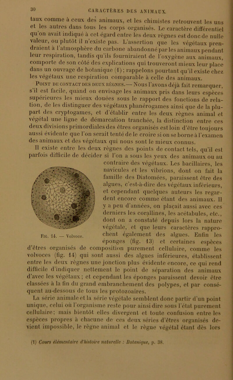 taux comme à ceux des animaux, et les chimistes retrouvent les uns et les autres dans tous les corps organisés. Le caractère différentiel qu on avait indiqué a cet égard entre les deux règnes est donc de nulle valeui, ou plutôt il n existe pas. L assertion que les végétaux pren- draient à l’atmosphère du carbone abandonné par les animaux pendant leur respiration, tandis qu’ils fourniraient de l’oxygène aux animaux, comporte de son côté des explications qui trouveront mieux leur place dans un ouvrage de botanique (1) ; rappelons pourtant qu’il existe chez les végétaux une respiration comparable à celle des animaux. Point de contact des deux règnes.— Nous l’avons déjà fait remarquer, s’il est facile, quand on envisage les animaux pris dans leurs espèces supérieures les mieux douées sous le rapport des fonctions de rela- tion, de les distinguer des végétaux phanérogames ainsi que de la plu- part des cryptogames, et d’établir entre les deux règnes animal et végétal une ligne de démarcation tranchée, la distinction entre ces deux divisions primordiales des êtres organisés est loin d’être toujours aussi évidente que l’on serait tenté de le croire si on se borne à l’examen des animaux et des végétaux qui nous sont le mieux connus. Il existe entre les deux règnes des points de contact tels, qu’il est parfois difficile de décider si l’on a sous les yeux des animaux ou au contraire des végétaux. Les bacillaires, les navicules et les vibrions, dont on fait la famille des Diatomées, paraissent être des algues, c’est-à-dire des végétaux inférieurs, et cependant quelques auteurs les regar- dent encore comme étant des animaux. Il y a peu d’années, on plaçait aussi avec ces derniers les corallines, les acétabules, etc., dont on a constaté depuis lors la nature végétale, et que leurs caractères rappro- chent également des algues. Enfin les éponges (fig. 13) et certaines espèces d’êtres organisés de composition purement cellulaire, comme les volvoces (fig. 14) qui sont aussi des algues inférieures, établissent entre les deux règnes une jonction plus évidente encore, ce qui rend difficile d indiquer nettement le point de séparation des animaux d’avec les végétaux ; et cependant les éponges paraissent devoir être classées a la fin du grand embranchement des polypes, et par consé- quent au-dessous de tous les protozoaires. La série animale et la série végétale semblent donc partir d’un point unique, celui où 1 organisme reste pour ainsi dire sous l'étal purement cellulaire; mais bientôt elles divergent et toute confusion entre les espèces propres a chacune de ces deux séries d’êtres organisés de- vient impossible, le règne animal et le règne végétal étant dès lors (1) Cours élémentaire d’histoire naturelle : Botanique, p. 38.