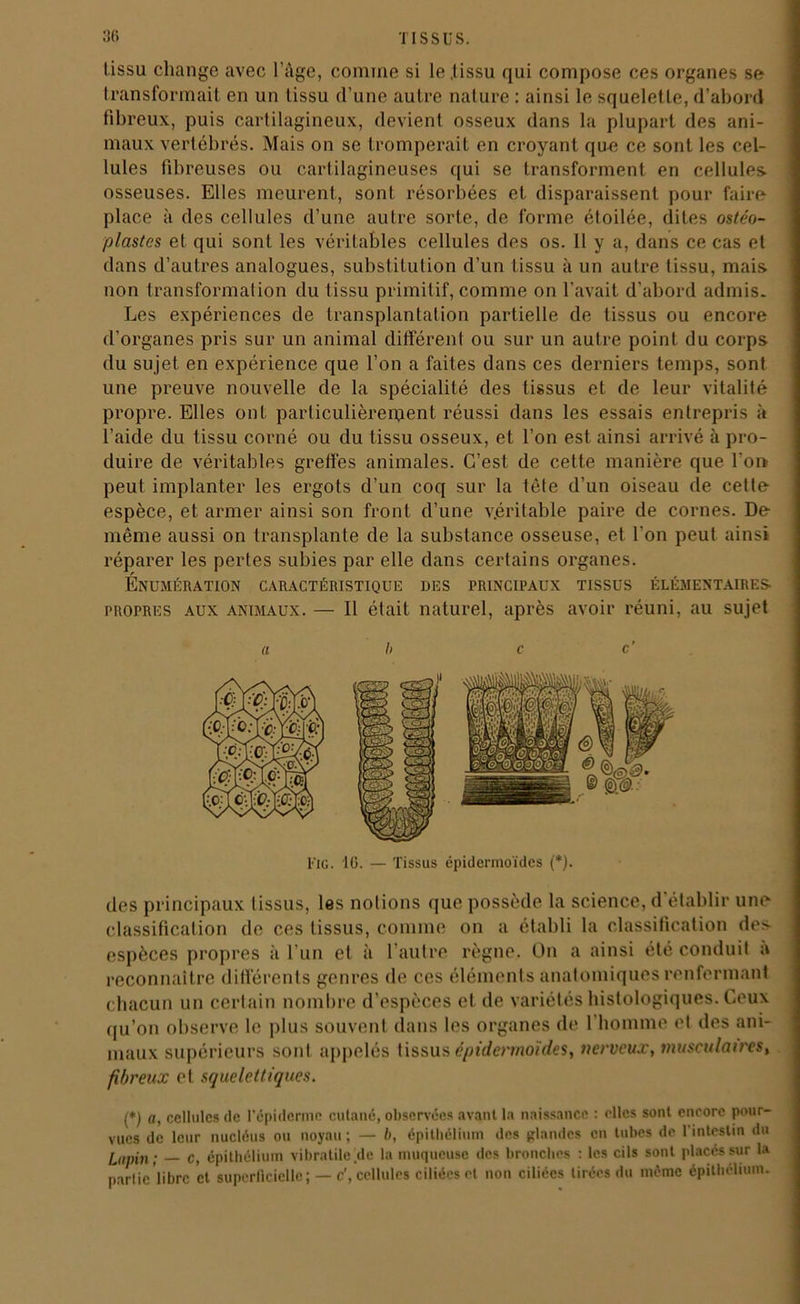 tissu change avec l’âge, comme si le .tissu qui compose ces organes se transformait en un tissu d’une autre nature : ainsi le squelette, d’abord fibreux, puis cartilagineux, devient osseux dans la plupart des ani- maux vertébrés. Mais on se tromperait en croyant que ce sont les cel- lules fibreuses ou cartilagineuses qui se transforment en cellules- osseuses. Elles meurent, sont résorbées et disparaissent pour faire- place à des cellules d’une autre sorte, de forme étoilée, dites ostéo- plastes et qui sont les véritables cellules des os. 11 y a, dans ce cas et dans d’autres analogues, substitution d’un tissu à un autre tissu, mais non transformation du tissu primitif, comme on l’avait d’abord admis. Les expériences de transplantation partielle de tissus ou encore d’organes pris sur un animal différent ou sur un autre point du corps du sujet en expérience que l’on a faites dans ces derniers temps, sont une preuve nouvelle de la spécialité des tissus et de leur vitalité propre. Elles ont particulièrement réussi dans les essais entrepris à l’aide du tissu corné ou du tissu osseux, et l’on est ainsi arrivé à pro- duire de véritables greffés animales. C’est de cette manière que l’oi> peut implanter les ergots d’un coq sur la tête d’un oiseau de cette espèce, et armer ainsi son front d’une véritable paire de cornes. De même aussi on transplante de la substance osseuse, et l’on peut ainsi réparer les pertes subies par elle dans certains organes. Énumération caractéristique des principaux tissus élémentaires- propres aux animaux. — Il était naturel, après avoir réuni, au sujet a b c c ' FlG. 10. — Tissus épidermoïdes (*). des principaux tissus, les notions que possède la science, d’établir une classification de ces tissus, comme on a établi la classification des espèces propres à l’un et à l’autre règne. On a ainsi été conduit a reconnaître différents genres de ces éléments anatomiques renfermant chacun un certain nombre d’espèces et de variétés histologiques. Ceux qu’on observe le plus souvent dans les organes de 1 homme et des ani- maux supérieurs sont appelés tissus épidei'motdes, nerveux, musculaires, fibreux et squelettiques. (*) a, cellules de l’épiderme cutané, observées avant la naissance : elles sont encore pour- vues de leur nucléus ou noyau ; — b, épithélium des glandes en tubes de l'intestin du lupin; — c, épithélium vibratile.de la muqueuse des bronches : les cils sont placés sur la pariic libre et superficielle; — c\ cellules ciliées et non ciliées tirées du même épithélium.
