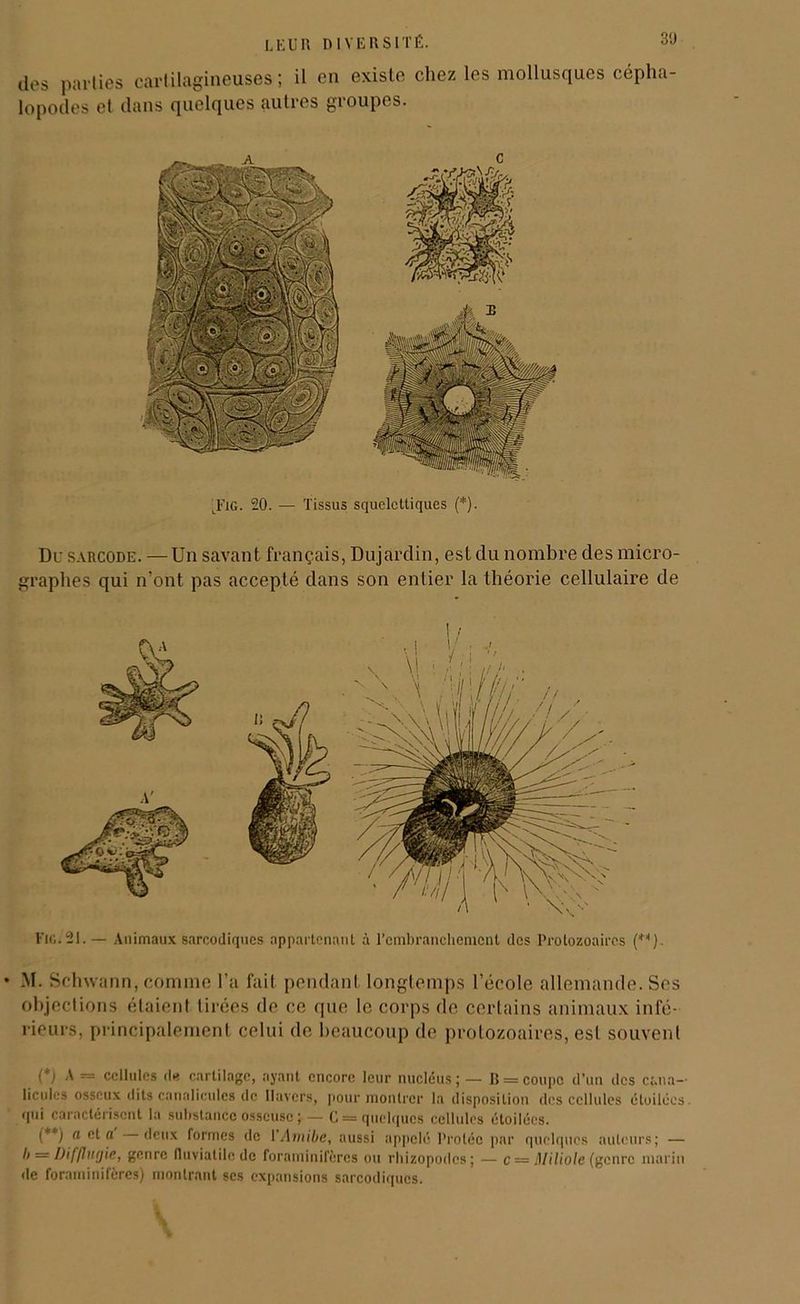 Fig.21.— Animaux sarcodiques appartenant à l’embranchement des Protozoaires (*“). M. Schwann, comme l’a fait pendant longtemps l’école allemande. Ses objections étaient tirées de ce que le corps de certains animaux infé- rieurs, principalement celui de beaucoup de protozoaires, est souvent (*) (**) (*) A = cellules du cartilage, ayant encore leur nucléus; — B = coupe d’un des cj.ua— licules osseux dits canaliculcs de Iluvcrs, pour montrer la disposition des cellules étoilées, qui caractérisent la substance osseuse ; — C = quelques cellules étoilées. (**) n a deux formes de 1 Amibe, aussi appelé Proléc par quelques auteurs; — I'= Dif/luyie, genre (luviatilc de foraminifères ou rhizopodes; — c — Miliole (genre marin de foraminifères) montrant scs expansions sarcodiques. .Fl G. 20. — Tissus squelettiques (*). Du sarcode. —Un savant français, Dujardin, est du nombre des micro- graphes qui n’ont pas accepté dans son entier la théorie cellulaire de LEUR DIVERSITÉ. 30 des parties cartilagineuses; il en existe chez les mollusques cépha- lopodes et dans quelques autres groupes.
