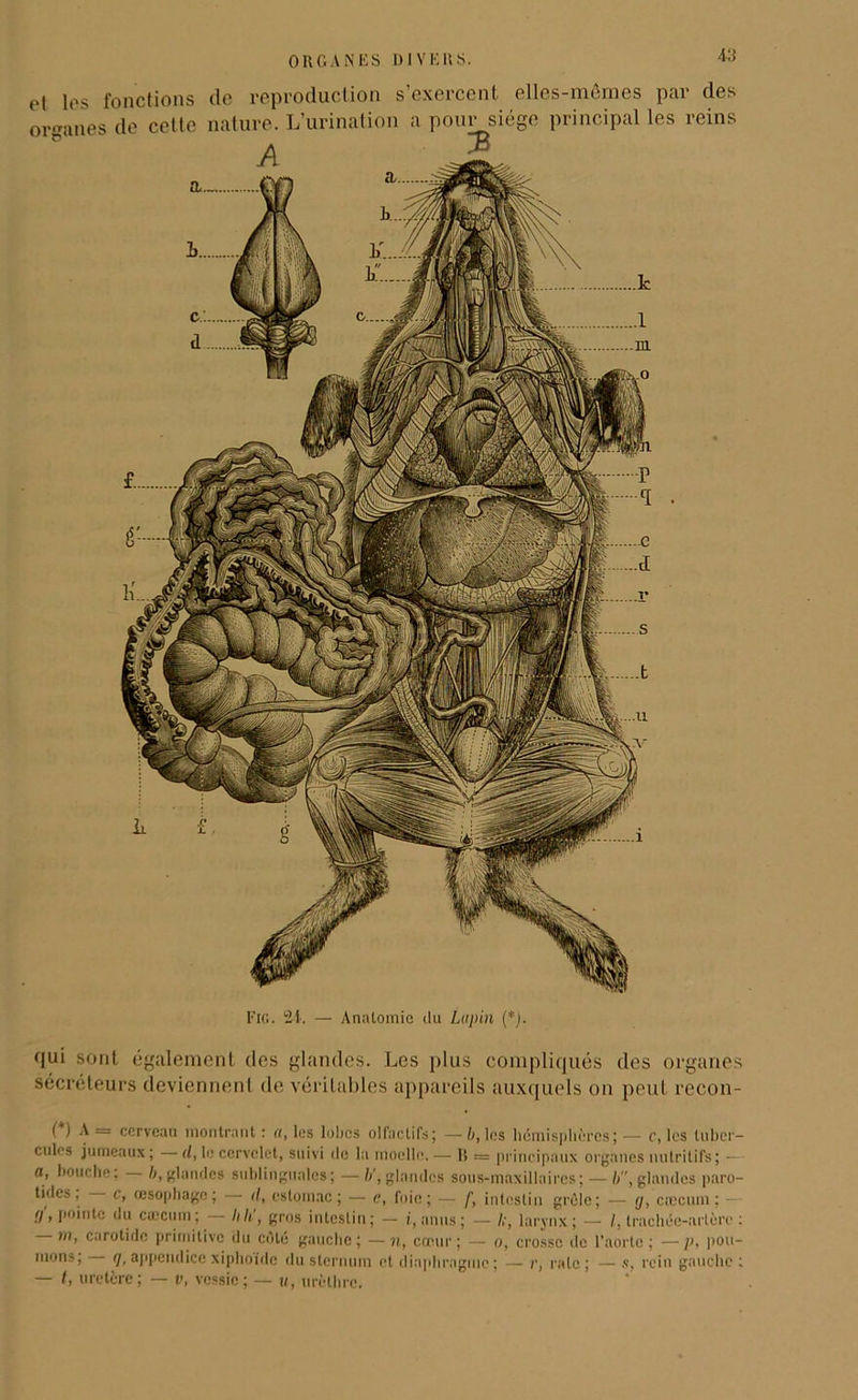 -U et les fonctions de reproduction s’exercent elles-mêmes par des organes de cette nature. L’urination a pour siège principal les reins Fig. 24. — Anatomie du Lupin (*). qui sont également des glandes. Les plus compliqués des organes sécréteurs deviennent de véritables appareils auxquels on peut recon- ( ) A == cerveau montrant : a, les lobés olfactifs; — b, les hémisphères J — c, les tuber- cules jumeaux ; — d, le cervelet, suivi de la moelle. — R — principaux organes nutritifs; — a, bouche; b, glandes sublinguales; —b', glandes sous-maxillaires; — il, glandes paro- tides, c, œsophage ; r/, estomac; — e, foie; — f, intestin grêle; — y, cæcum; — 0> p°lntc ,lM cæcum ; — Il II', gros intestin; — i,anus; — /.-, larynx; — /. trachée-artère: »), carotide primitive du coté gauche; —n, cœur; — o, crosse de l’aorte; —]>, pou- mons; (7, appendice xiphoidc du sternum et diaphragme; — r, rate ; — s, rein gauche : — I, uretère; — t>, vessie; — «, urèthre.