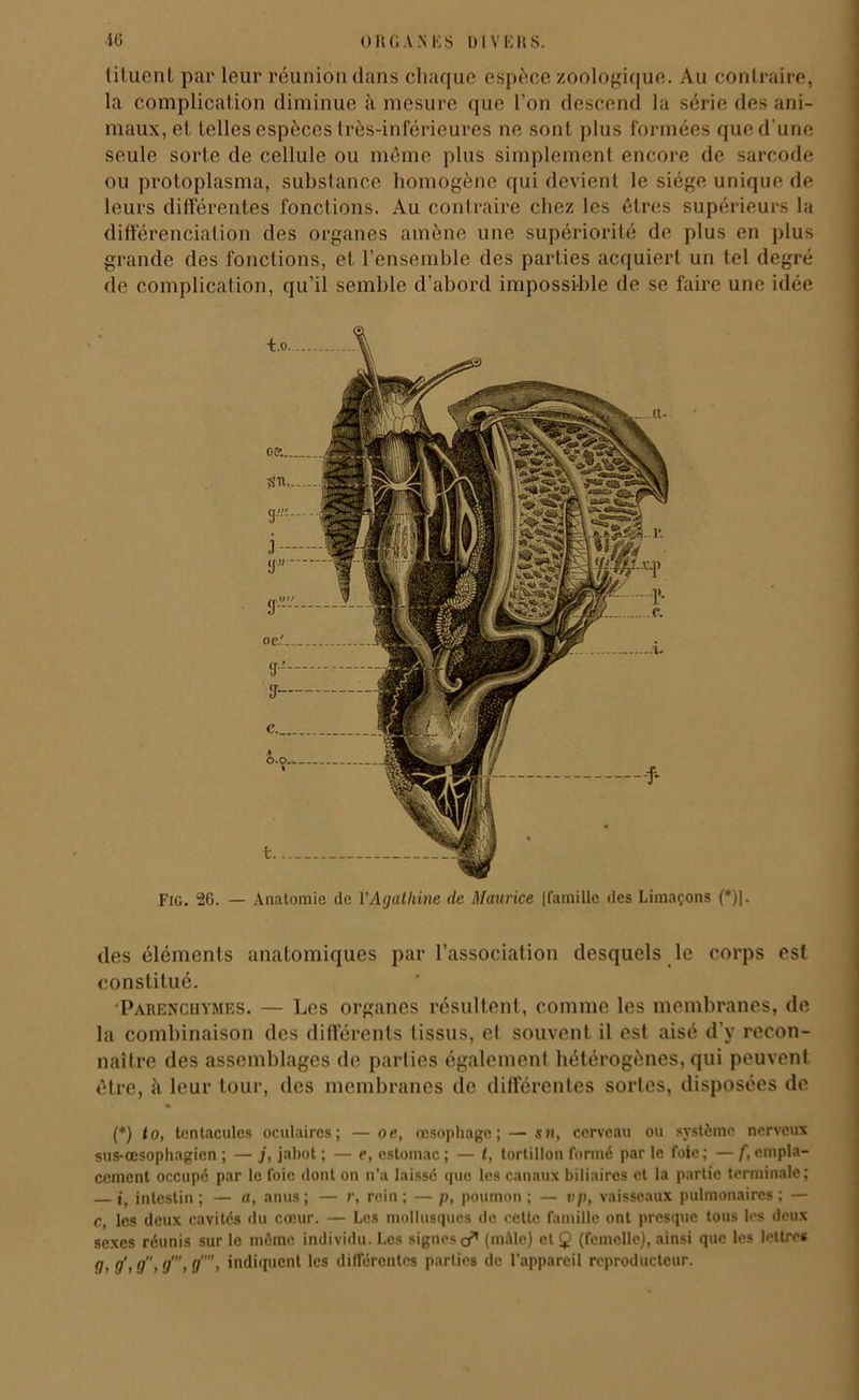 lituent par leur réunion dans chaque espèce zoologique. Au contraire, la complication diminue à mesure que l’on descend la série des ani- maux, et telles espèces très-inférieures ne sont plus formées que d'une seule sorte de cellule ou môme plus simplement encore de sarcode ou protoplasma, substance homogène qui devient le siège unique de leurs différentes fonctions. Au contraire chez les êtres supérieurs la différenciation des organes amène une supériorité de plus en plus grande des fonctions, et l’ensemble des parties acquiert un tel degré de complication, qu’il semble d’abord impossible de se faire une idée Fig. 26. — Anatomie de YAgathine de Maurice [famille des Limaçons (*)]. des éléments anatomiques par l’association desquels le corps est constitué. ‘Parenchymes. — Les organes résultent, comme les membranes, de la combinaison des différents tissus, et souvent il est aisé d’y recon- naître des assemblages de parties également hétérogènes, qui peuvent être, à leur tour, des membranes de différentes sortes, disposées de (*) (*) to, tentacules oculaires; —oc, œsophage; — sn, cerveau ou système nerveux sus-œsophagien ; — j, jabot ; — e, estomac ; — t, tortillon formé par le foie; — f, empla- cement occupé par le foie dont on n’a laissé que les canaux biliaires et la partie terminale; — i, intestin; — a, anus; — r, rein; — p, poumon; — vp, vaisseaux pulmonaires; — c, les deux cavités du cœur. — Les mollusques de cette famille ont presque tous les deux sexes réunis sur le mémo individu. Les signes (mâle) et (femelle), ainsi que les lettres !7> 9 > !) > ü '> indiquent les différentes parties de l’appareil reproducteur.