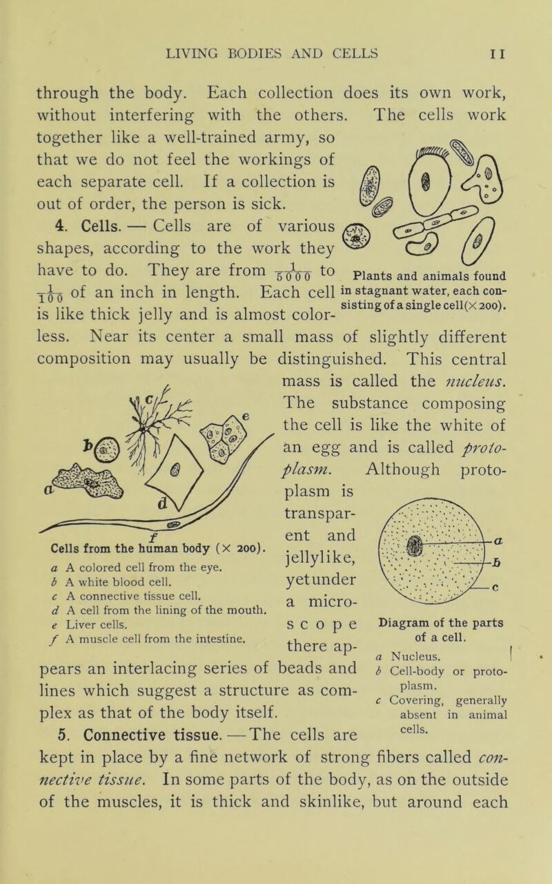 Plants and animals found through the body. Each collection does its own work, without interfering with the others. The cells work together like a well-trained army, so that we do not feel the workings of each separate cell. If a collection is out of order, the person is sick. 4. Cells. — Cells are of various shapes, according to the work they have to do. They are from of an inch in length. Each cell “ stagnant water, each con- . • 1 • n ^ • 1 ^ 1 sistingofasinglecell(X200). IS like thick jelly and is almost color- less. Near its center a small mass of slightly different composition may usually be distinguished. This central mass is called the nucleus. The substance composing the cell is like the white of an egg and is called proto- plasm. Although proto- plasm is transpar- ent and jellylike, yet under a micro- Cells from the human body (X 200). a A colored cell from the eye. b A white blood cell. c A connective tissue cell. d A cell from the lining of the mouth. e Liver cells. f A muscle cell from the intestine. Diagram of the parts of a cell. scope there ap- pears an interlacing series of beads and lines which suggest a structure as com- plex as that of the body itself. 5. Connective tissue.—The cells are kept in place by a fine network of strong fibers called con- nective tissue. In some parts of the body, as on the outside of the muscles, it is thick and skinlike, but around each a Nucleus. b Cell-body or proto- plasm. c Covering, generally absent in animal cells.