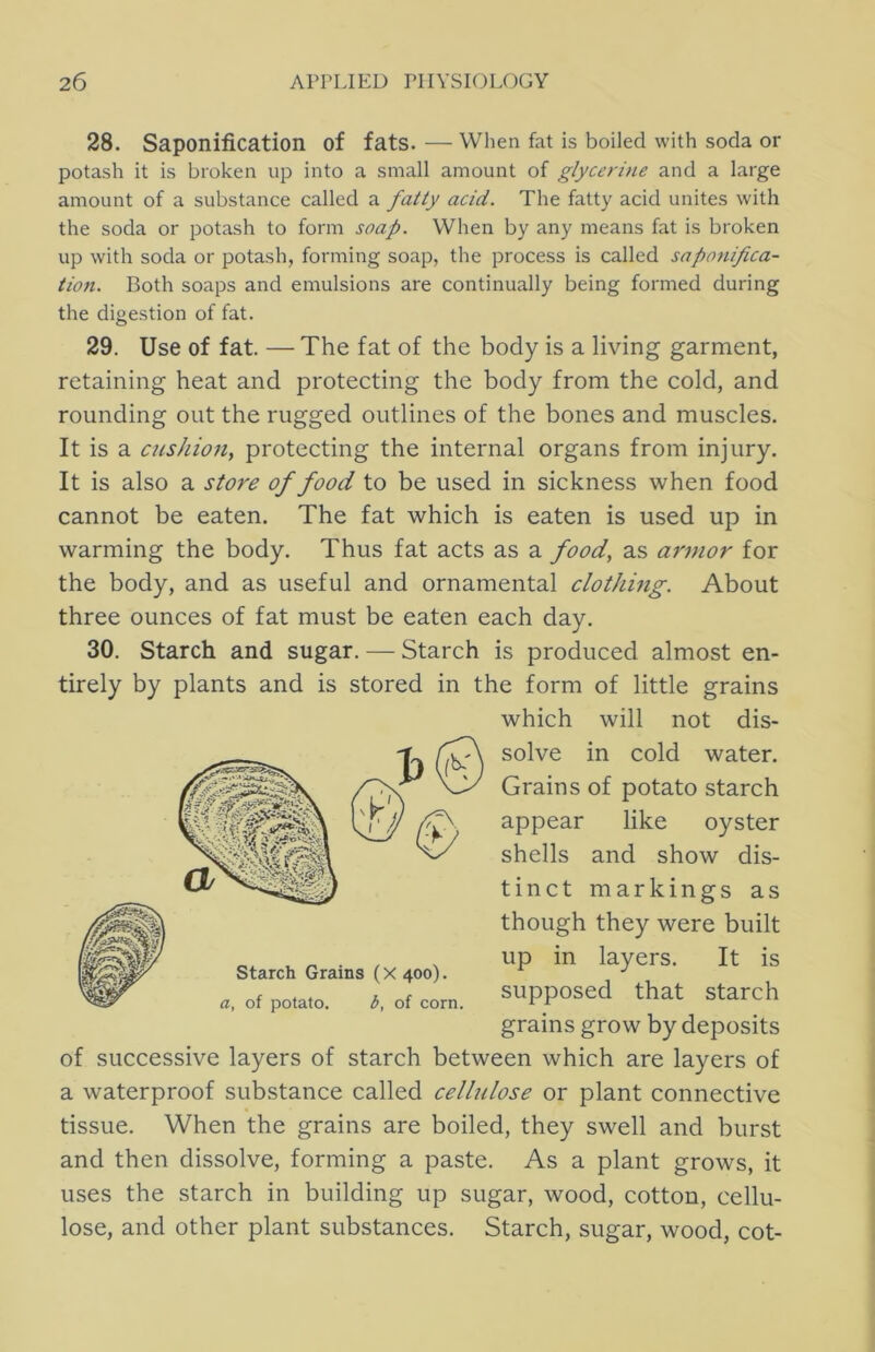 28. Saponification of fats. — When fat is boiled with soda or potash it is broken up into a small amount of glycerine and a large amount of a substance called a fatty acid. The fatty acid unites with the soda or potash to form soap. When by any means fat is broken up with soda or potash, forming soap, the process is called saponifica- tion. Both soaps and emulsions are continually being formed during the digestion of fat. 29. Use of fat. —The fat of the body is a living garment, retaining heat and protecting the body from the cold, and rounding out the rugged outlines of the bones and muscles. It is a cushion^ protecting the internal organs from injury. It is also a store of food to be used in sickness when food cannot be eaten. The fat which is eaten is used up in warming the body. Thus fat acts as a food, as armor for the body, and as useful and ornamental clothing. About three ounces of fat must be eaten each day. 30. Starch and sugar. — Starch is produced almost en- tirely by plants and is stored in the form of little grains which will not dis- solve in cold water. Grains of potato starch appear like oyster shells and show dis- tinct markings as though they were built up in layers. It is supposed that starch grains grow by deposits of successive layers of starch between which are layers of a waterproof substance called cellulose or plant connective tissue. When the grains are boiled, they swell and burst and then dissolve, forming a paste. As a plant grows, it uses the starch in building up sugar, wood, cotton, cellu- lose, and other plant substances. Starch, sugar, wood, cot-