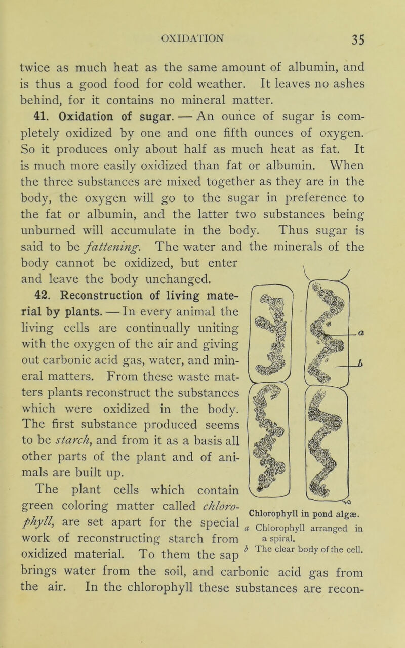 twice as much heat as the same amount of albumin, and is thus a good food for cold weather. It leaves no ashes behind, for it contains no mineral matter. 41. Oxidation of sugar. — An ounce of sugar is com- pletely oxidized by one and one fifth ounces of oxygen. So it produces only about half as much heat as fat. It is much more easily oxidized than fat or albumin. When the three substances are mixed together as they are in the body, the oxygen will go to the sugar in preference to the fat or albumin, and the latter two substances being unburned will accumulate in the body. Thus sugar is said to be fattening. The water and the minerals of the body cannot be oxidized, but enter and leave the body unchanged. 42. Reconstruction of living mate- rial by plants. — In every animal the living cells are continually uniting with the oxygen of the air and giving out carbonic acid gas, water, and min- eral matters. From these waste mat- ters plants reconstruct the substances which were oxidized in the body. The first substance produced seems to be starch, and from it as a basis all other parts of the plant and of ani- mals are built up. The plant cells which contain green coloring matter called chloro- , f ^ , Chlorophyll in pond algae. phylt, are set apart for the special „ chlorophyll arranged in work of reconstructing starch from a spiral, oxidized material. To them the sap ^ The dear body of the cdi. brings water from the soil, and carbonic acid gas from the air. In the chlorophyll these substances are recon-