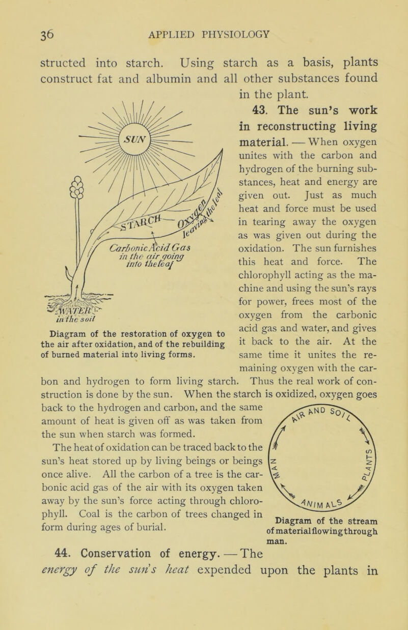 structed into starch. Using starch as a basis, plants construct fat and albumin and all other substances found in the plant. 43. The sun’s work in reconstructing living material. — When oxygen unites with the carbon and hydrogen of the burning sub- stances, heat and energy are given out. Just as much heat and force must be used in tearing away the oxygen as was given out during the oxidation. The sun furnishes this heat and force. The chlorophyll acting as the ma- chine and using the sun’s rays for power, frees most of the oxygen from the carbonic acid gas and water, and gives it back to the air. At the same time it unites the re- maining oxygen with the car- bon and hydrogen to form living starch. Thus the real work of con- struction is done by the sun. When the starch is oxidized, oxygen goes back to the hydrogen and carbon, and the same amount of heat is given off as was taken from the sun when starch was formed. The heat of oxidation can be traced back to the sun’s heat stored up by living beings or beings once alive. All the carbon of a tree is the car- bonic acid gas of the air with its oxygen taken away by the sun’s force acting through chloro- phyll. Coal is the carbon of trees changed in form during ages of burial. Diagram of the restoration of oxygen to the air after oxidation, and of the rebuilding of burned material into living forms. Diagram of the stream of materialflowingthrough man. 44. Conservation of energy.—The energy of the suns heat expended upon the plants in