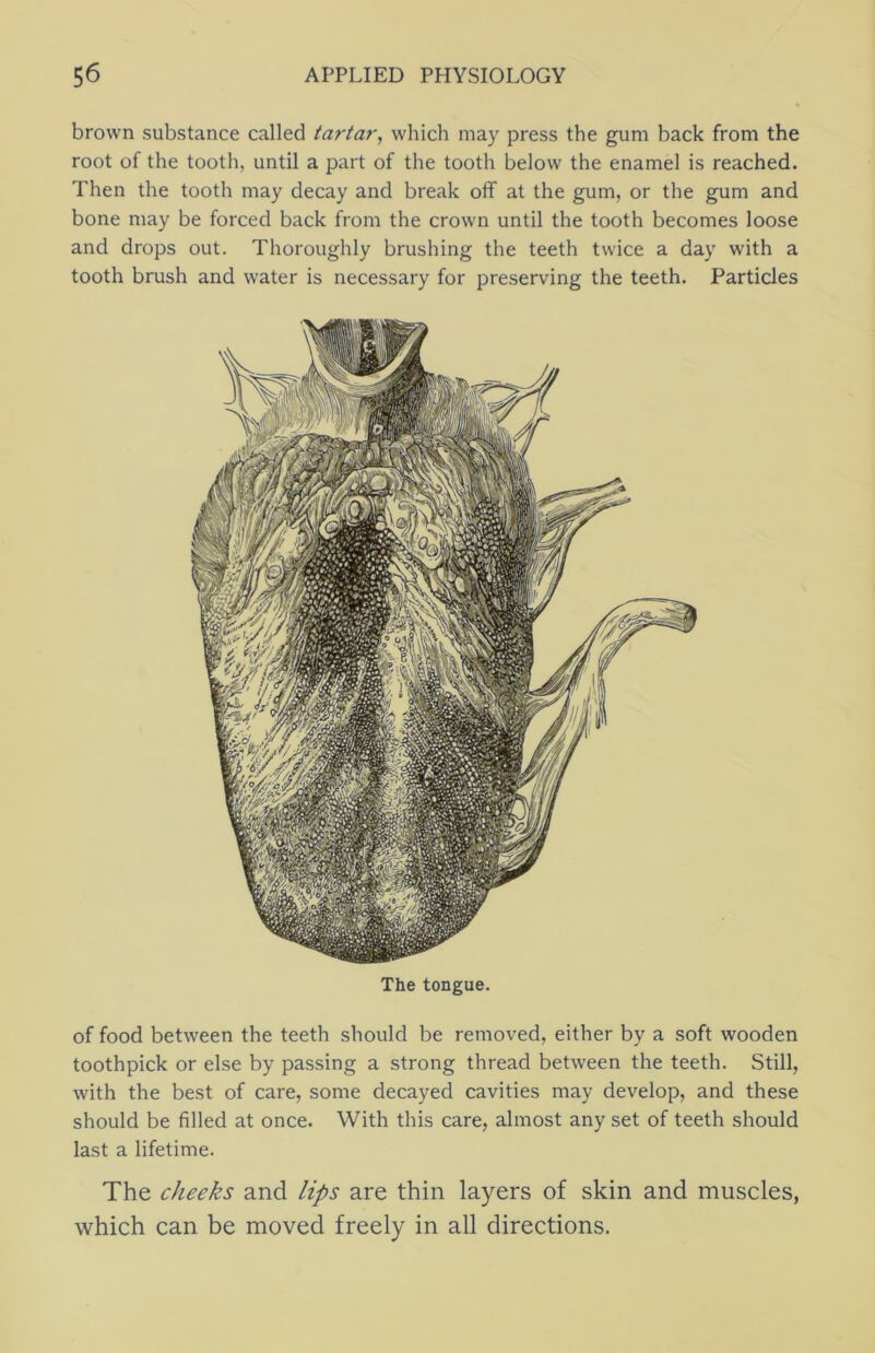 brown substance called tartar, which may press the gum back from the root of the tooth, until a part of the tooth below the enamel is reached. Then the tooth may decay and break off at the gum, or the gum and bone may be forced back from the crown until the tooth becomes loose and drops out. Thoroughly brushing the teeth twice a day with a tooth brush and water is necessary for preserving the teeth. Particles The tongue. of food between the teeth should be removed, either by a soft wooden toothpick or else by passing a strong thread between the teeth. Still, with the best of care, some decayed cavities may develop, and these should be filled at once. With this care, almost any set of teeth should last a lifetime. The cheeks and lips are thin layers of skin and muscles, which can be moved freely in all directions.