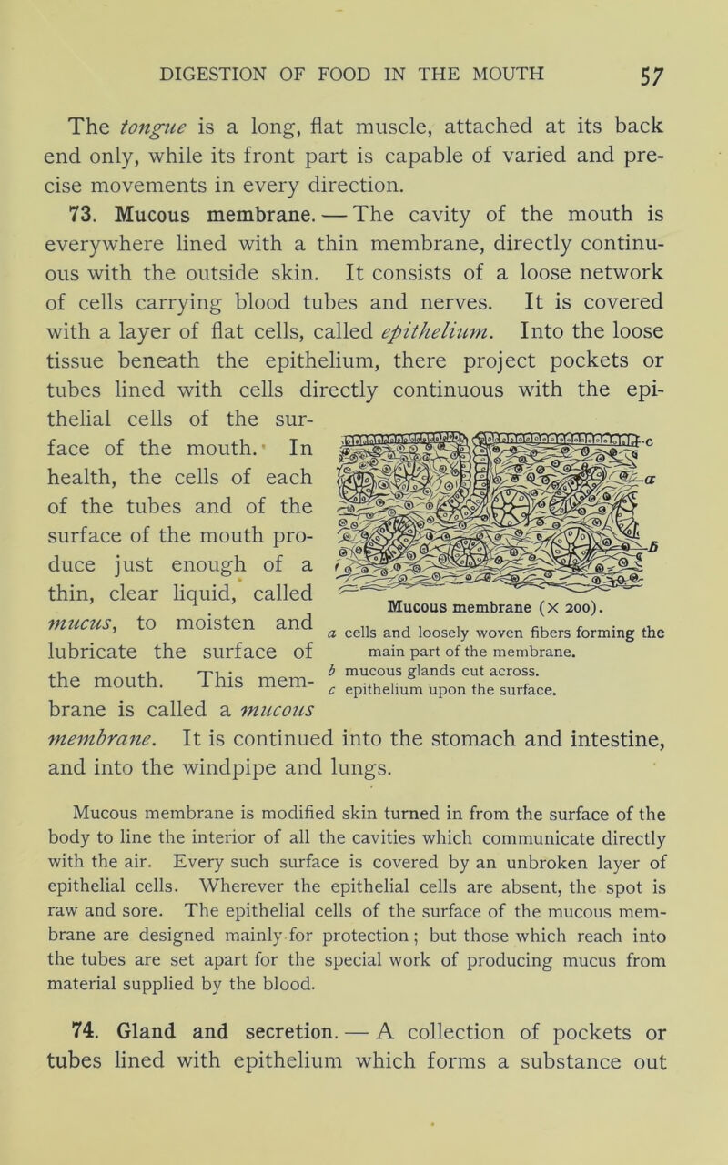 The tongue is a long, flat muscle, attached at its back end only, while its front part is capable of varied and pre- cise movements in every direction. 73. Mucous membrane. — The cavity of the mouth is everywhere lined with a thin membrane, directly continu- ous with the outside skin. It consists of a loose network of cells carrying blood tubes and nerves. It is covered with a layer of flat cells, called epithelium. Into the loose tissue beneath the epithelium, there project pockets or tubes lined with cells directly continuous with the epi- thelial cells of the sur- face of the mouth.- In health, the cells of each of the tubes and of the surface of the mouth pro- duce just enough of a » thin, clear liquid, called mucus, to moisten and lubricate the surface of the mouth. This mem- brane is called a mucotis membrane. It is continued into the stomach and intestine, and into the windpipe and lungs. Mucous membrane (X 200). a cells and loosely woven fibers forming the main part of the membrane. b mucous glands cut across. c epithelium upon the surface. Mucous membrane is modified skin turned in from the surface of the body to line the interior of all the cavities which communicate directly with the air. Every such surface is covered by an unbroken layer of epithelial cells. Wherever the epithelial cells are absent, the spot is raw and sore. The epithelial cells of the surface of the mucous mem- brane are designed mainly for protection; but those which reach into the tubes are set apart for the special work of producing mucus from material supplied by the blood. 74. Gland and secretion. — A collection of pockets or tubes lined with epithelium which forms a substance out