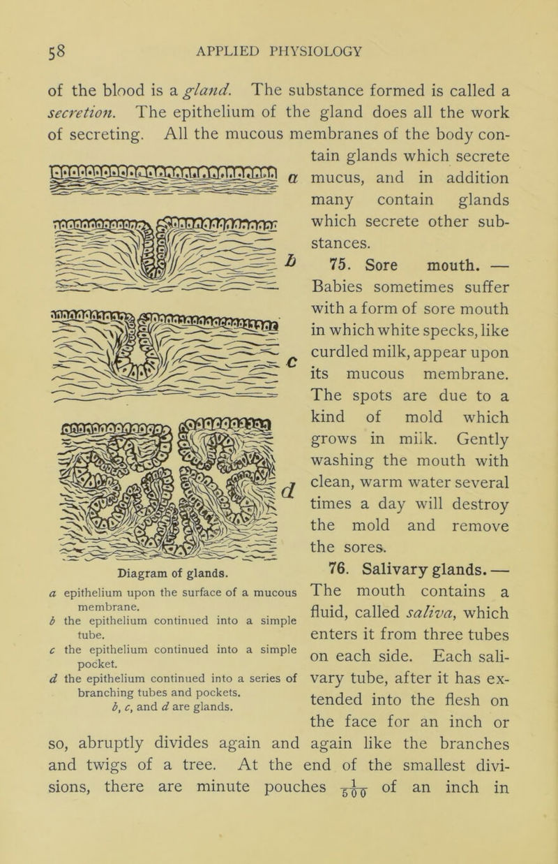 ^ h of the blood is a glajid. The substance formed is called a secretioji. The epithelium of the gland does all the work of secreting. All the mucous membranes of the body con- tain glands which secrete O' mucus, and in addition many contain glands which secrete other sub- stances. 75. Sore mouth. — Babies sometimes suffer with a form of sore mouth in which white specks, like curdled milk, appear upon its mucous membrane. The spots are due to a kind of mold which grows in milk. Gently washing the mouth with clean, warm water several times a day will destroy the mold and remove the sores. 76. Salivary glands. — The mouth contains a fluid, called saliva, which enters it from three tubes on each side. Each sali- Diagram of glands. a epithelium upon the surface of a mucous membrane. b the epithelium continued into a simple tube. c the epithelium continued into a simple pocket. d the epithelium continued into a series of vary tube, after it has eX- branching tubes and pockets. b, c, and d are glands. on the face for an inch or so, abruptly divides again and again like the branches and twigs of a tree. At the end of the smallest divi- sions, there are minute pouches of an inch in