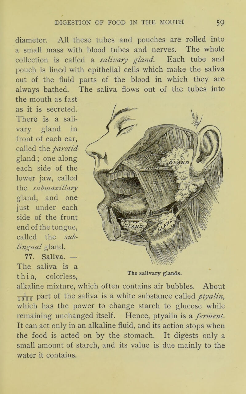diameter. All these tubes and pouches are rolled into a small mass with blood tubes and nerves. The whole collection is called a salivary gland. Each tube and pouch is lined with epithelial cells which make the saliva out of the fluid parts of the blood in which they are always bathed. The saliva flows out of the tubes into the mouth as fast as it is secreted. There is a sali- vary gland in front of each ear, called the parotid gland; one along each side of the lower jaw, called the subniaxillary gland, and one just under each side of the front end of the tongue, called the sub- lingual gland. 77. Saliva. — The saliva is a thin, colorless. The salivary glands. alkaline mixture, which often contains air bubbles. About ToVo saliva is a white substance called ptyalin, which has the power to change starch to glucose while remaining unchanged itself. Hence, ptyalin is a ferment. It can act only in an alkaline fluid, and its action stops when the food is acted on by the stomach. It digests only a small amount of starch, and its value is due mainly to the water it contains.