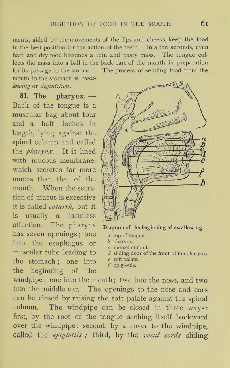 ments, aided by the movements of the lips and cheeks, keep the food in the best position for the action of the teeth. In a few seconds, even hard and dry food becomes a thin and pasty mass. The tongue col- lects the mass into a ball in the back part of the mouth in preparation for its passage to the stomach, mouth to the stomach is swal- lowing or deglutition. 81. The pharynx. — Back of the tongue is a muscular bag about four and a half inches in length, lying against the spinal column and called the pharynx. It is lined with mucous membrane, which secretes far more mucus than that of the mouth. When the secre- tion of mucus is excessive it is called catarrh, but it is usually a harmless affection. The pharynx has seven openings; one into the esophagus or muscular tube leading to the stomach; one into the beginning of the windpipe; one into the mouth; two into the nose, and two into the middle ear. The openings to the nose and ears can be closed by raising the soft palate against the spinal column. The windpipe can be closed in three ways: first, by the root of the tongue arching itself backward over the windpipe; second, by a cover to the windpipe, called the epiglottis; third, by the vocal cords sliding The process of sending food from the a top of tongue. b pharynx. c morsel of food. d sliding door of the front of the pharynx. e soft palate. f epiglottis.