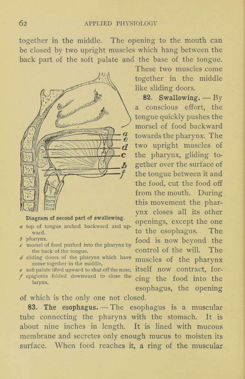 together in the middle. The opening to the mouth can be closed by two upright muscles which hang between the back part of the soft palate and the base of the tongue. These two muscles come together in the middle like sliding doors. 82. Swallowing. — By a conscious effort, the tongue quickly pushes the morsel of food backward ^ towards the pharynx. The f2 two upright muscles of C the pharynx, gliding to- gether over the surface of the tongue between it and the food, cut the food off from the mouth. During this movement the phar- ynx closes all its other openings, except the one a top of tongue arched backward and up- ward. to the esophagus. The b pharynx. , , . , , , food is now beyond the c morsel of food pushed into the pharynx by the back of the tongue. COntrol of the will. The d sliding doors of the pharynx which have mUSCleS of the pharynx come together m the middle. ^ ^ ^ e soft palate lifted upward to shut off the nose, itself nOW Contract, for- / epiglottis folded downward to close the - larynx. ® esophagus, the opening of which is the only one not closed. 83. The esophagus. — The esophagus is a muscular tube connecting the pharynx with the stomach. It is about nine inches in length. It is lined with mucous membrane and secretes only enough mucus to moisten its surface. When food reaches it, a ring of the muscular