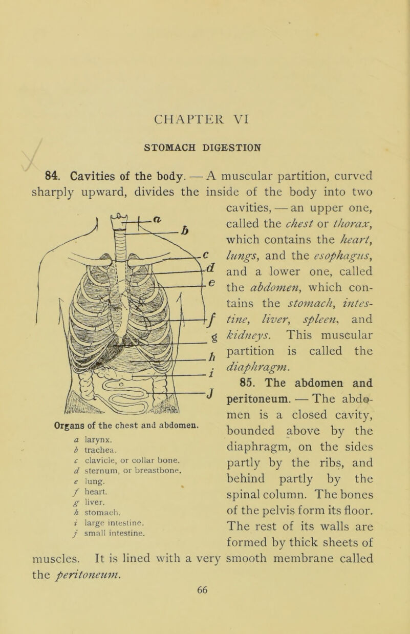 CHAPTER VI STOMACH DIGESTION 84. Cavities of the body. —A muscular partition, curved sharply upward, divides the inside of the body into two cavities, — an upper one, called the chest or thorax, which contains the heart, lungs, and the esophagus, and a lower one, called the abdomen, which con- tains the stomach, intes- tine, liver, spleen, and kidneys. This muscular partition is called the diaphragm. 85. The abdomen and peritoneum. — The abdo- men is a closed cavity, bounded above by the diaphragm, on the sides partly by the ribs, and behind partly by the spinal column. The bones of the pelvis form its floor. The rest of its walls are formed by thick sheets of muscles. It is lined with a very smooth membrane called the peritoneum. Organs of the chest and abdomen. a larynx. b trachea. c clavicle, or collar hone. d sternum, or breastbone. e lung. / heart. g liver. h stomach. i large intestine. j small intestine.