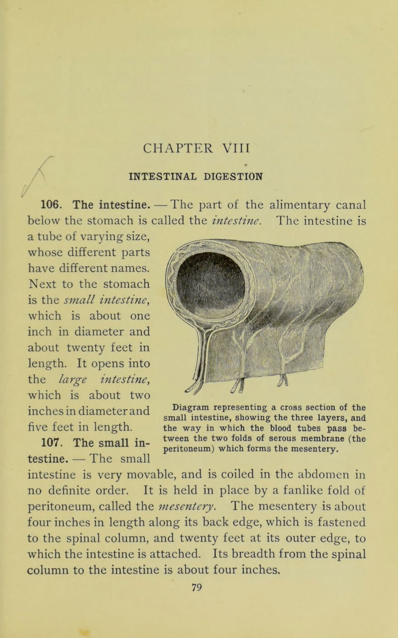 INTESTINAL DIGESTION 106. The intestine. — The part of the alimentary canal below the stomach is called the intestine. The intestine is a tube of varying size, whose different parts have different names. Next to the stomach is the small mtestine, which is about one inch in diameter and about twenty feet in length. It opens into the large intestine^ which is about two inches in diameterand five feet in length. 107. The small in- testine. — The small intestine is very movable, and is coiled in the abdomen in no definite order. It is held in place by a fanlike fold of peritoneum, called the mesentery. The mesentery is about four inches in length along its back edge, which is fastened to the spinal column, and twenty feet at its outer edge, to which the intestine is attached. Its breadth from the spinal column to the intestine is about four inches. Diagram representing a cross section of the small intestine, showing the three layers, and the way in which the blood tubes pass be- tween the two folds of serous membrane (the peritoneum) which forms the mesentery.