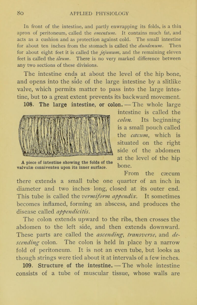 In front of the intestine, and partly enwrapping its folds, is a thin apron of peritoneum, called the omentum. It contains much fat, and acts as a cushion and as protection against cold. The small intestine for about ten inches from the stomach is called the duodenum. Then for about eight feet it is called the jejunum, and the remaining eleven feet is called the ileum. There is no very marked difference between any two sections of these divisions. The intestine ends at about the level of the hip bone, and opens into the side of the large intestine by a slitlike valve, which permits matter to pass into the large intes- tine, but to a great extent prevents its backward movement. 108. The large intestine, or colon. — The whole large intestine is called the colon. Its beginning is a small pouch called the ccccuni, which is situated on the right side of the abdomen at the level of the hip A piece of intestine showing the folds of the , valvulae conniventes upon its inner surface. Done. From the caecum there extends a small tube one quarter of an inch in diameter and two inches- long, closed at its outer end. This tube is called the venniform appendix. It sometimes becomes inflamed, forming an abscess, and produces the disease called appendicitis. The colon extends upward to the ribs, then crosses the abdomen to the left side, and then extends downward. These parts are called the ascending, transverse, and de- scending colon. The colon is held in place by a narrow fold of peritoneum. It is not an even tube, but looks as though strings were tied about it at intervals of a few inches. 109. Structure of the intestine.—The whole intestine consists of a tube of muscular tissue, whose walls are