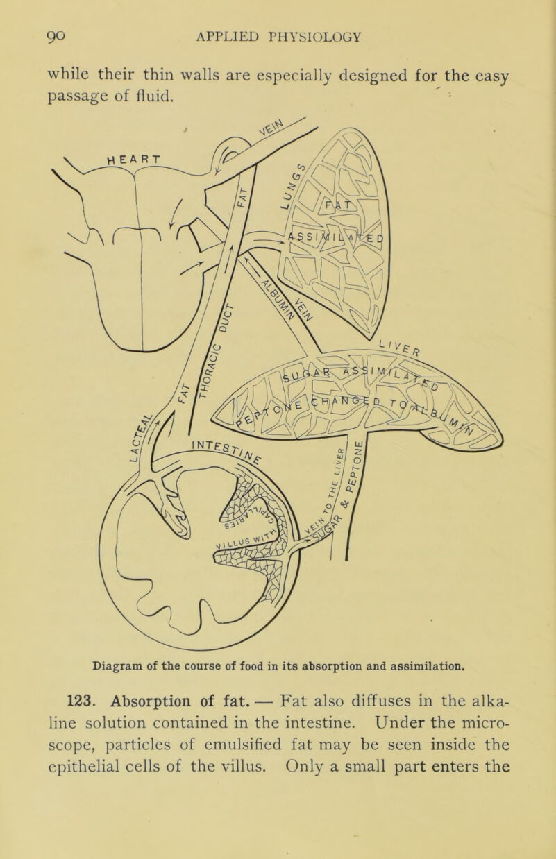 while their thin walls are especially designed for the easy passage of fluid. 123. Absorption of fat. — Fat also diffuses in the alka- line solution contained in the intestine. Under the micro- scope, particles of emulsified fat may be seen inside the epithelial cells of the villus. Only a small part enters the