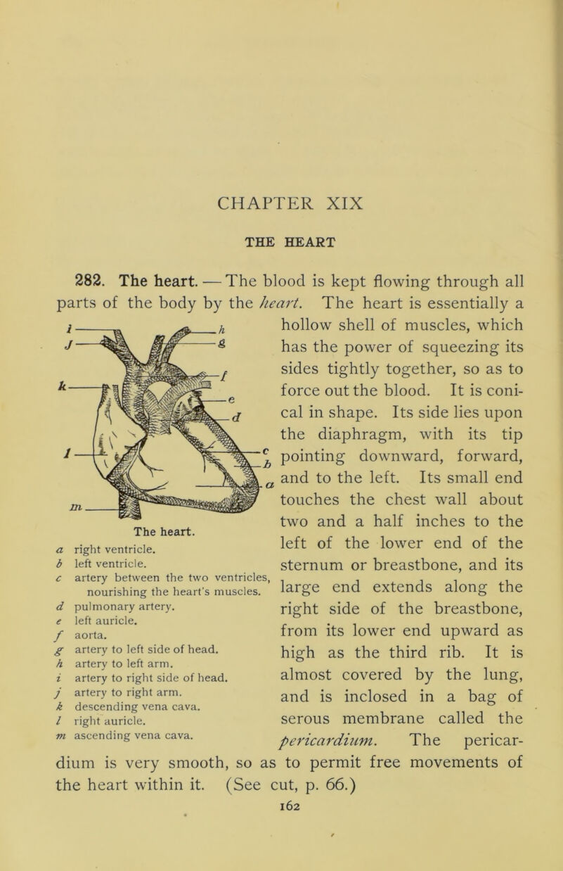 THE HEART 282. The heart. — The blood is kept flowing through all parts of the body by the heart. The heart is essentially a hollow shell of muscles, which has the power of squeezing its sides tightly together, so as to force out the blood. It is coni- cal in shape. Its side lies upon the diaphragm, with its tip pointing downward, forward, and to the left. Its small end touches the chest wall about two and a half inches to the left of the lower end of the sternum or breastbone, and its large end extends along the right side of the breastbone, from its lower end upward as high as the third rib. It is almost covered by the lung, and is inclosed in a bag of serous membrane called the m ascending vena cava. pericardium. The pericar- dium is very smooth, so as to permit free movements of the heart within it. (See cut, p. 66.) 162 a b c d e f g h i j k I The heart, right ventricle, left ventricle. artery between the two ventricles, nourishing the heart’s muscles, pulmonary artery, left auricle, aorta. artery to left side of head, artery to left arm. artery to right side of head, artery to right arm. descending vena cava, right auricle.