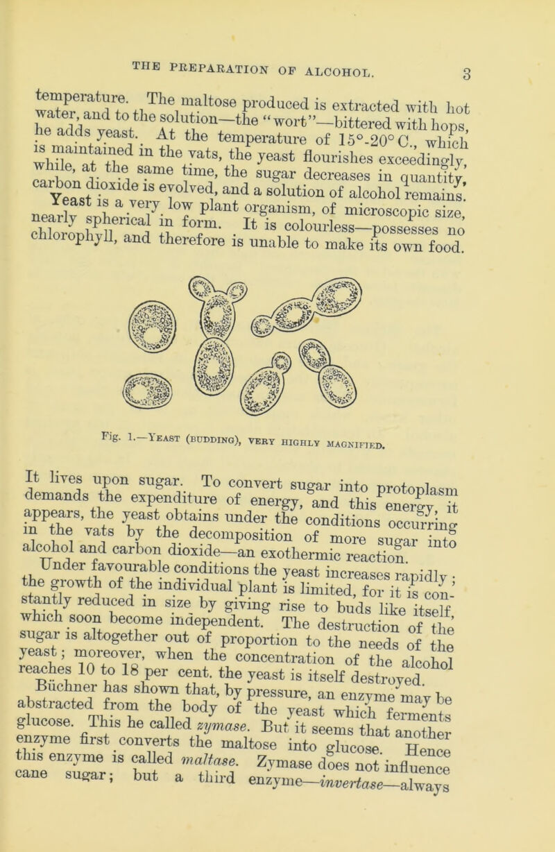 extracted with liot he adirveaet ^t  worf’-hittered with hops, aaas yeast. At the temperature of 16“.20°C which wlX“‘t‘“*T'^ ™ flourishes excee’dino-Iy“ ca hi d- 1 “ quautity Yelt^H ^ alcohol remains! nellf^Lric 7- T P organism, of microscopic size, cirll?vM T- • oolourless-posseles no orophjU, and therefore is unable to make its own food. It lives upon sugar To convert sugar into protoplasm demands the expenditure of energy, and this eSv d appears, the yeast obtains under the conditions occurnne in the vats by the decomposition of more suear into alcohol and carbon dioxide-an exothermic reactiof Under favourable conditions the yeast increases ranirllxr. the growth of the individual plant is limited, for it /s con’ sfently reduced in size by giving rise to buds like itself which soon become maependent. The destruction of the su^ar IS altogether out of proportion to the needs of tho yeast; ^o^o^er, when the concentration of the alcohol re^hes 10 to 18 per cent, the yeast is itself destroved ^ sho^ that, by pressure, an enz^Wmay be abstracted from the body of the veast whiVL ^ 1 glucose. This he called zymase. But it seems that aiJ^tLr enzyme first converts the maltose into glucose. HenS Snesrr  S atl gar, but a third enzyme—mwr^a^e_always