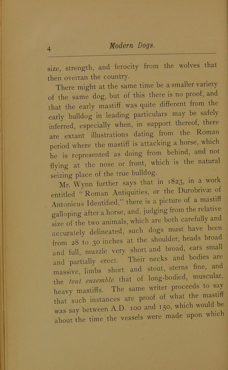 size, strength, and ferocity from the wolves that then overran the country. There might at the same time be a smaller variety of the same dog, but of this there is no proof, and that the early mastiff was quite different from the early bulldog in leading particulars may be safely inferred, especially when, in support thereof, there are extant illustrations dating from the Roman period where the mastiff is attacking a horse, which he is represented as doing from behind, and not flying at the nose or front, which is the natural seizing place of the true bulldog. Mr. Wynn further says that m 1823, m a work entitled “ Roman Antiquities, or the Durobnvae of Antonicus Identified,” there is a picture of a mastiff galloping after a horse, and, judging from the relative size of the two animals, which are both carefully an accurately delineated, such dogs must have been from 28 to 30 inches at the shoulder, heads broad and full, muzzle very short and broad, ears sma and partially erect. Their necks and bodies are massive, limbs short and stout, sterns fine, and the tout ensemble that of long-bodied, muscular, heavy mastiffs. The same writer proceeds to say that such instances are proof of what the mash* was say between A.D. too and 150, which would be about the time the vessels were made upon it 11c
