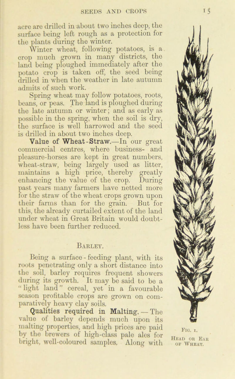 acre are drilled in about two inches deep, the surface being left rough as a protection for the plants during the winter. Winter wheat, following potatoes, is a crop much grown in many districts, the land being ploughed immediately after the potato crop is taken off, the seed being drilled in when the weather in late autumn admits of such work. Spring wheat may follow potatoes, roots, beans, or peas. The land is ploughed during the late autumn or winter; and as early as possible in the spring, when the soil is dry, the surface is well harrowed and the seed is drilled in about two inches deep. Value of Wheat-Straw.—In our great commercial centres, where business- and pleasure-horses are kept in great numbers, wheat-straw, being largely used as litter, maintains a high price, thereby greatly enhancing the value of the crop. During past years many farmers have netted more for the straw of the wheat crops grown upon their farms than for the grain. But for this, the already curtailed extent of the land under wheat in Great Britain would doubt- less have been further reduced. Barley. Being a surface - feeding plant, with its roots penetrating only a short distance into the soil, barley recpiires frequent showers during its growth. It may be said to be a “ light land ” cereal, yet in a favourable season profitable crops are grown on com- paratively heavy clay soils. Qualities required in Malting.— The value of barley depends much upon its malting properties, and high prices are paid by the brewers of high-class pale ales for bright, well-coloured samples. Along with Fig. i. Head on 15ah of Wheat.