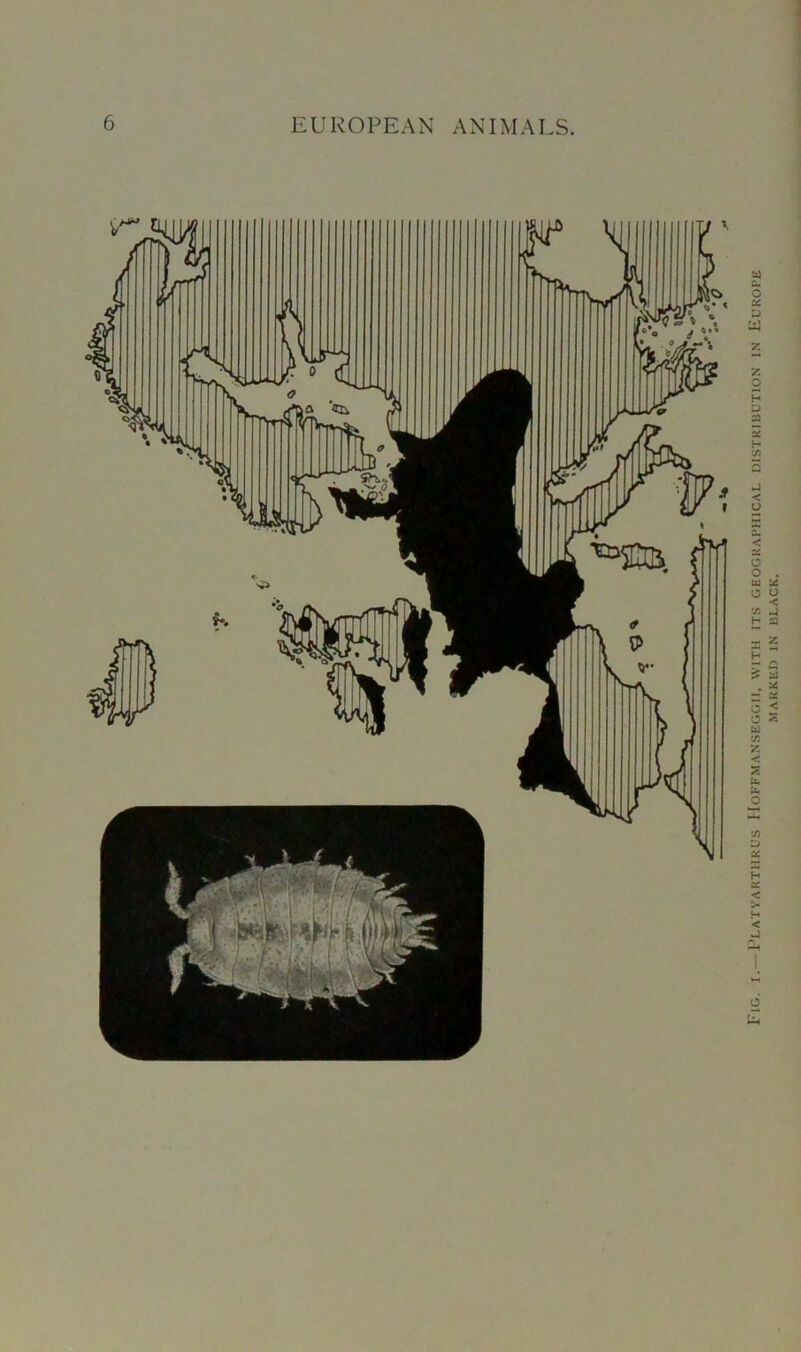 Fig. i.—Platyarthrus Hoffmanseggii, with its geographical distribution in Europe MARKED IN BLACK.