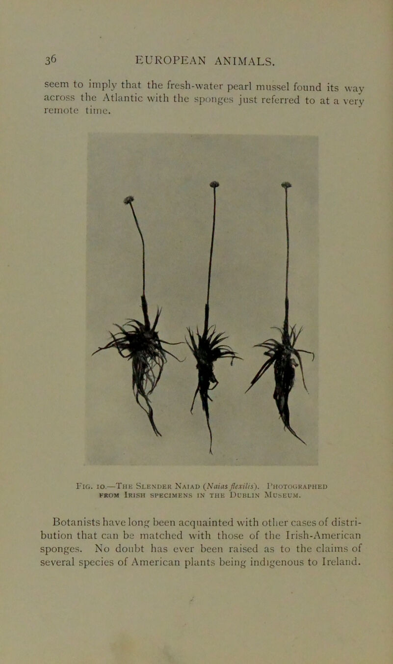 seem to imply that the fresh-water pearl mussel found its way across the Atlantic with the sponges just referred to at a very remote time. Fig. io.—The Slender Naiad (Naiiisflcxilis'). Photographed from Irish specimens in the Dublin Museum. Botanists have long been acquainted with other cases of distri- bution that can be matched with those of the Irish-American sponges. No doubt has ever been raised as to the claims of several species of American plants being indigenous to Ireland.