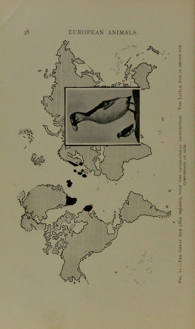 Fig. ii.—The Great Auk (Alca impennis), with the geographical distribution. The Little Auk is shown for COMPARISON OF SIZE.