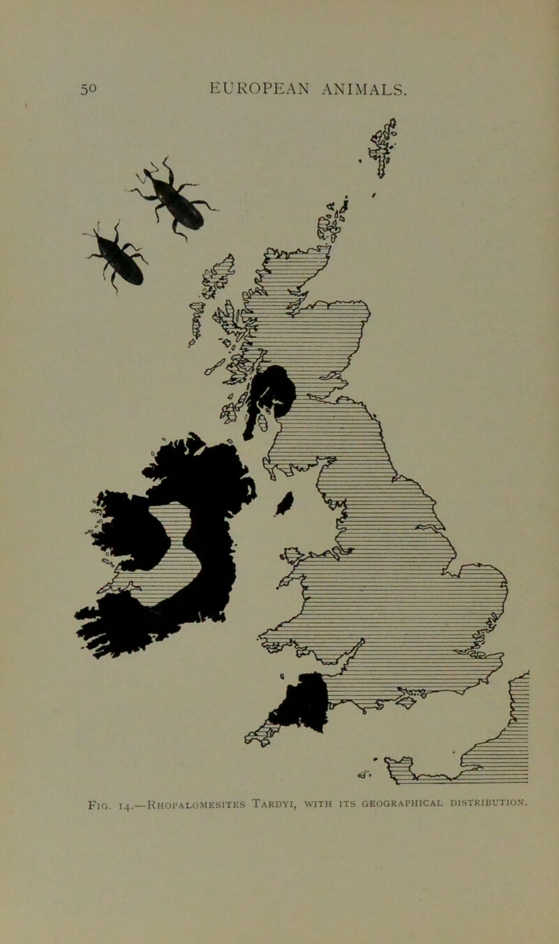 Fig. 14.—Rhopalomesites Tardyi, with its geographical distribution